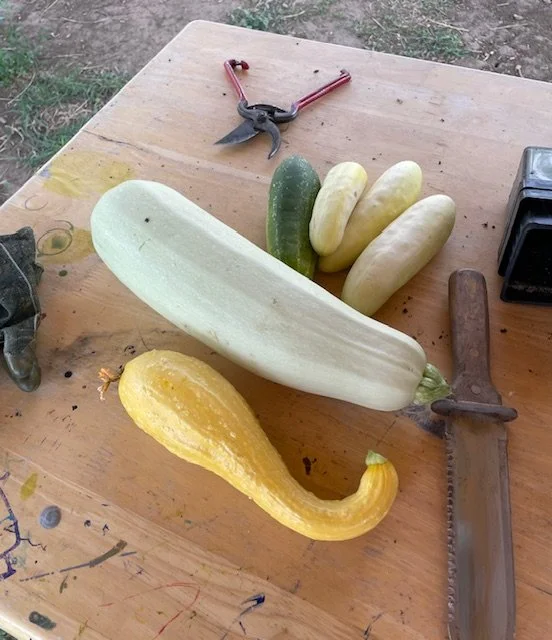 Wrapping Up AmeriCorps &amp; Looking Ahead with Mariposa Ascendente