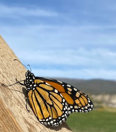 A Butterfly Mission Statement 
