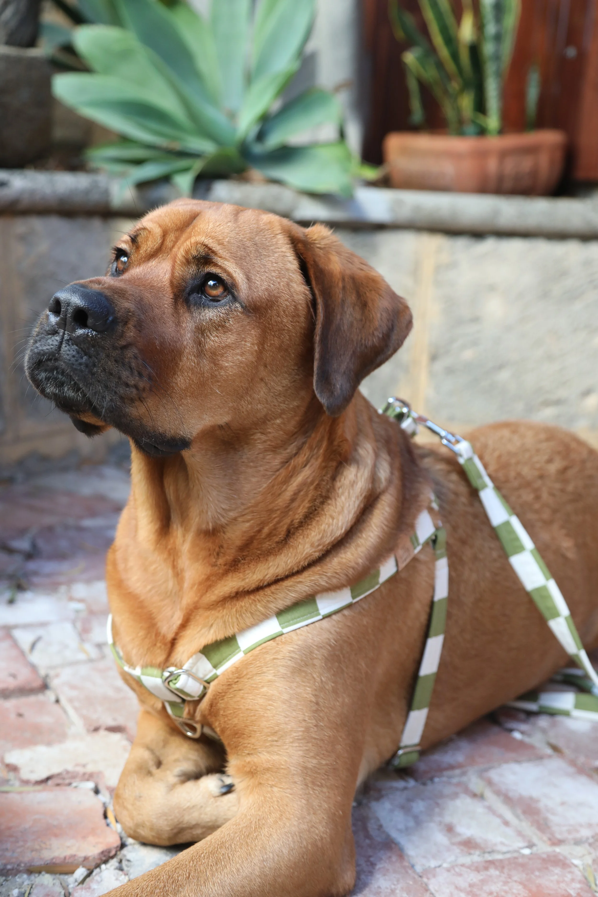 E52A3158 - The Little Daisy.jpeg