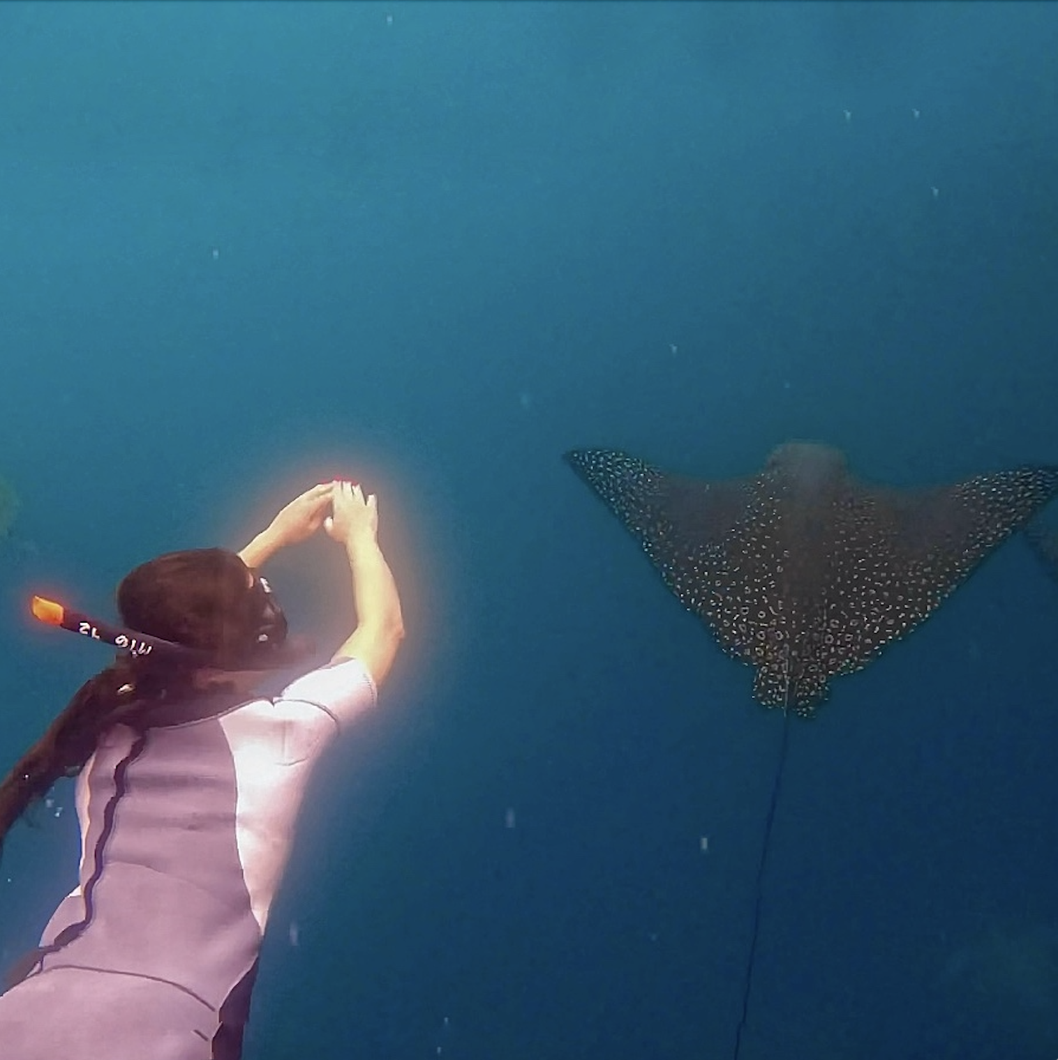 A woman swimming underwater with a stingray nearby.
