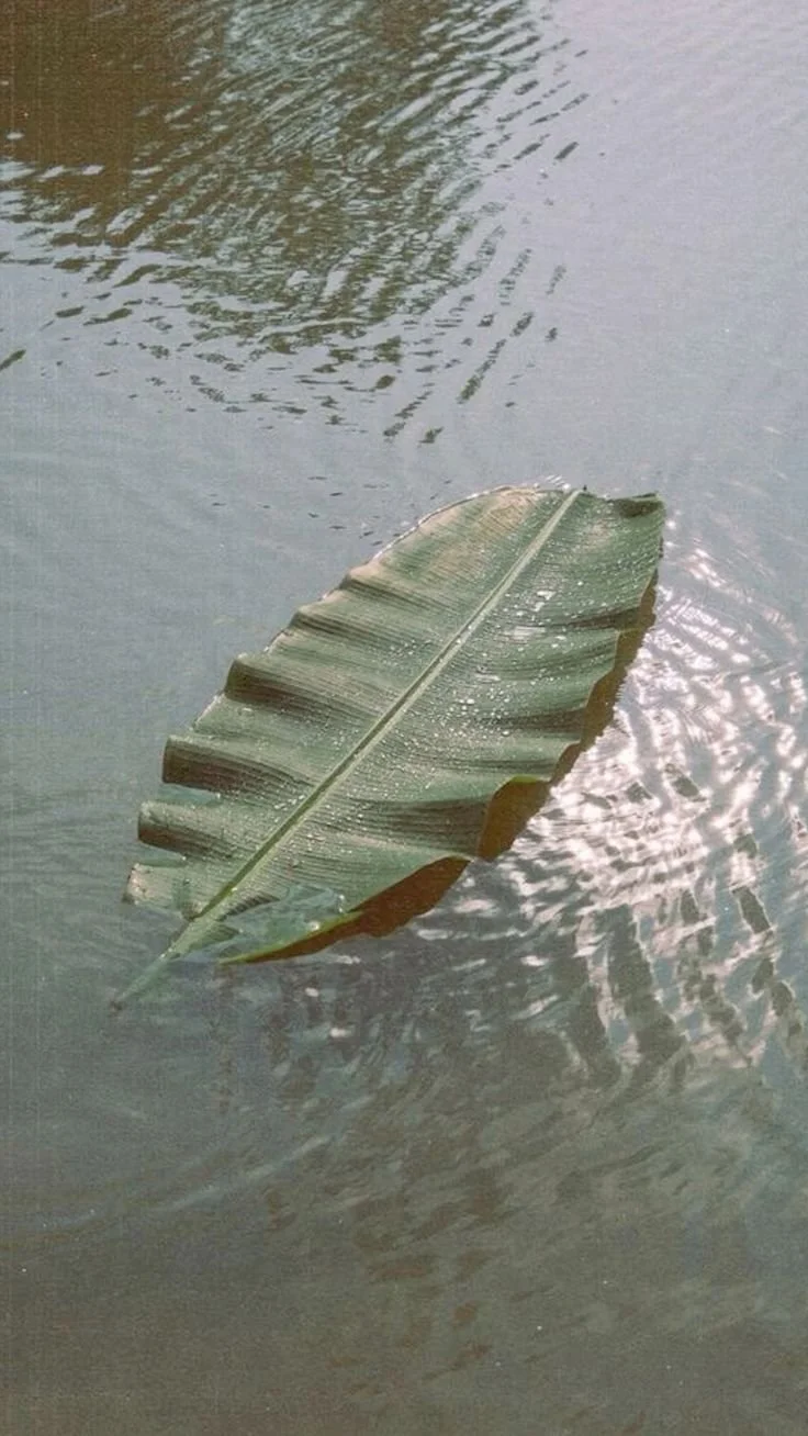 A single green banana leaf floating on water with ripples and reflections.