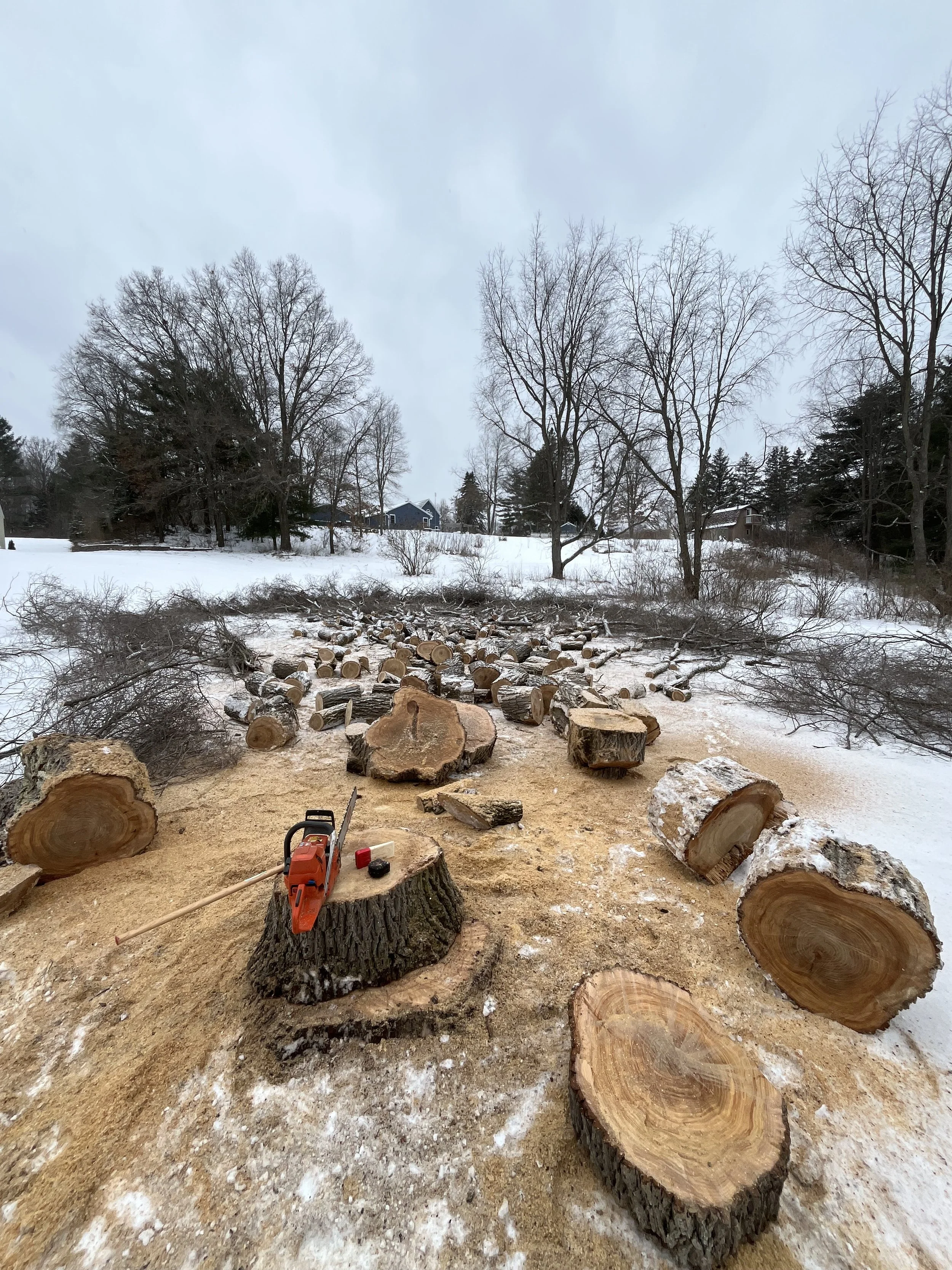 A large elm that was felled and cut up into manageable pieces