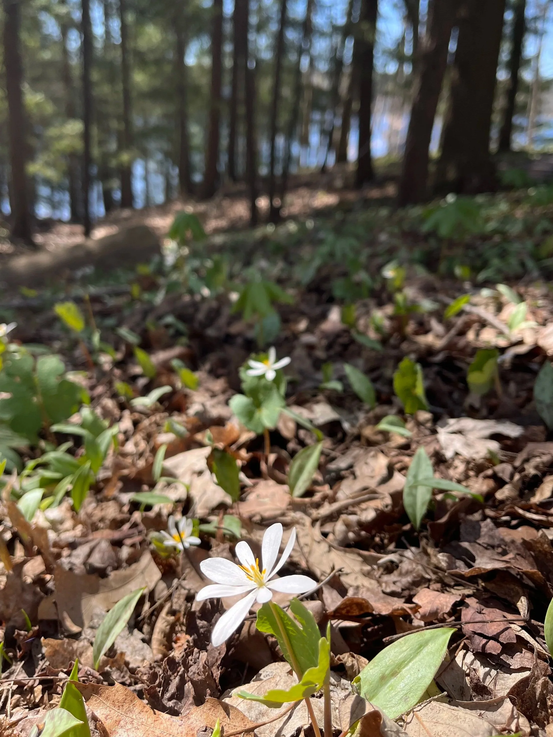 spring ephemeral flower-bloodroot