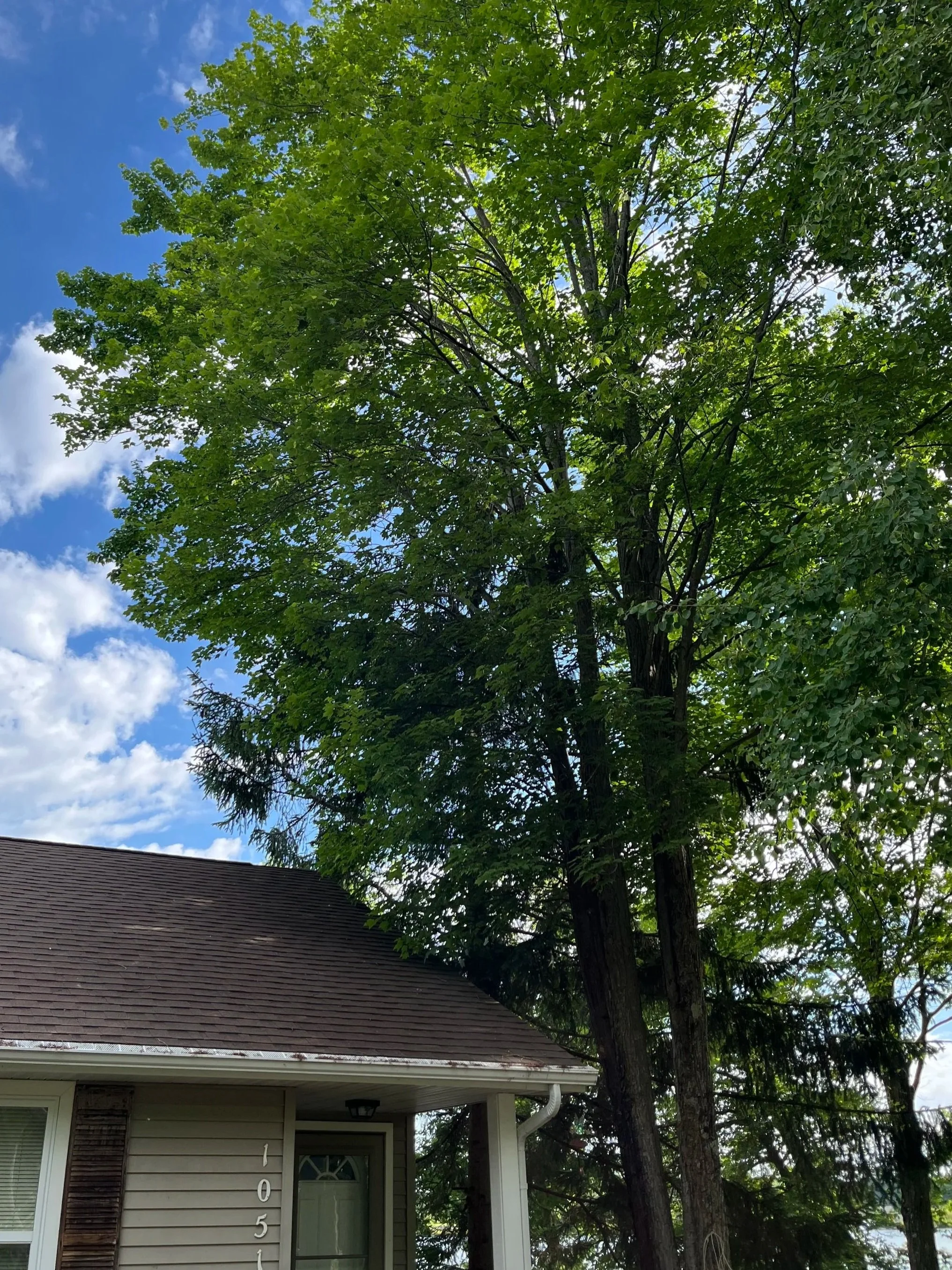 trees very close to home (before photo)
