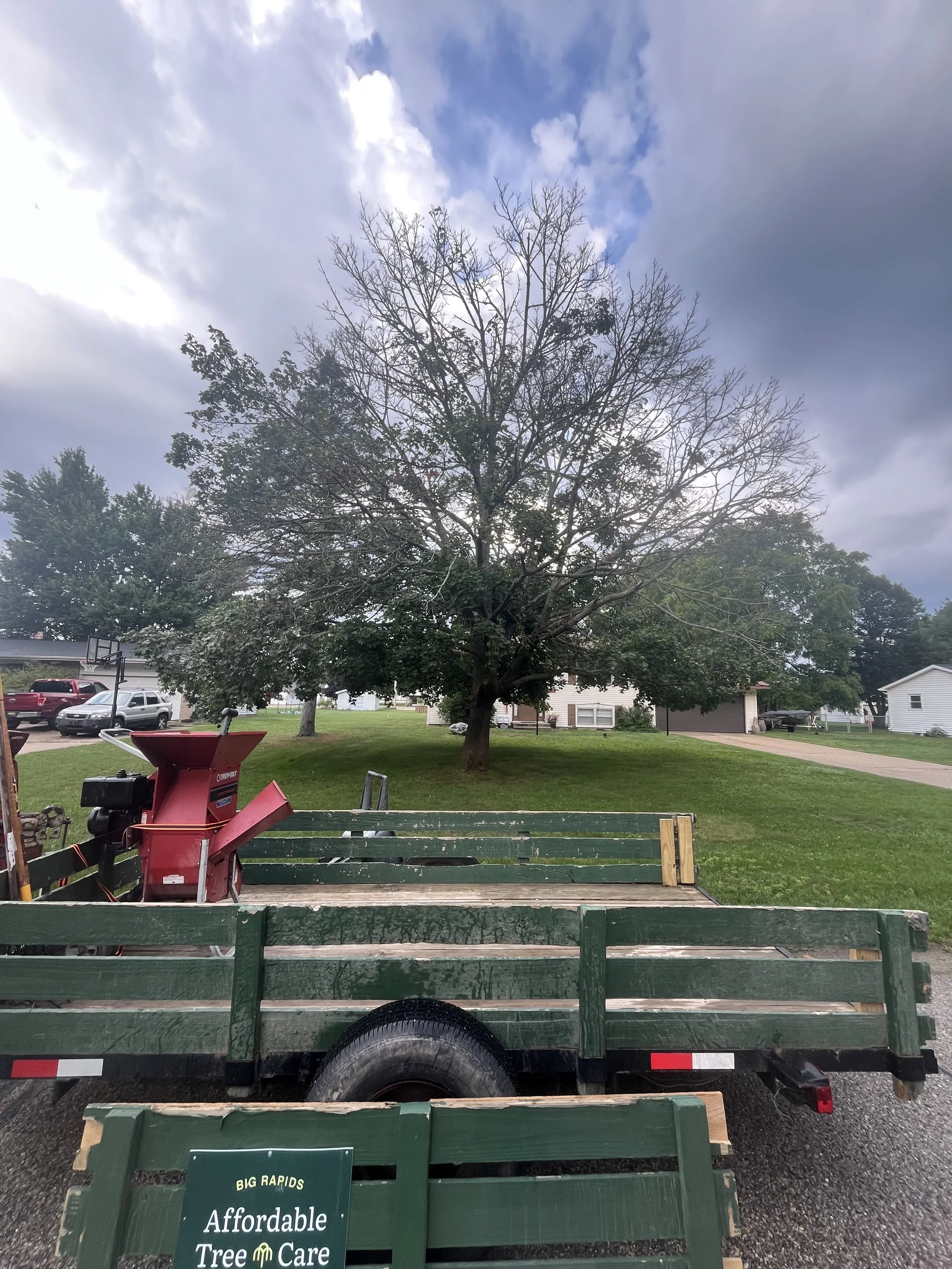 A declining maple in a front yard (Before)