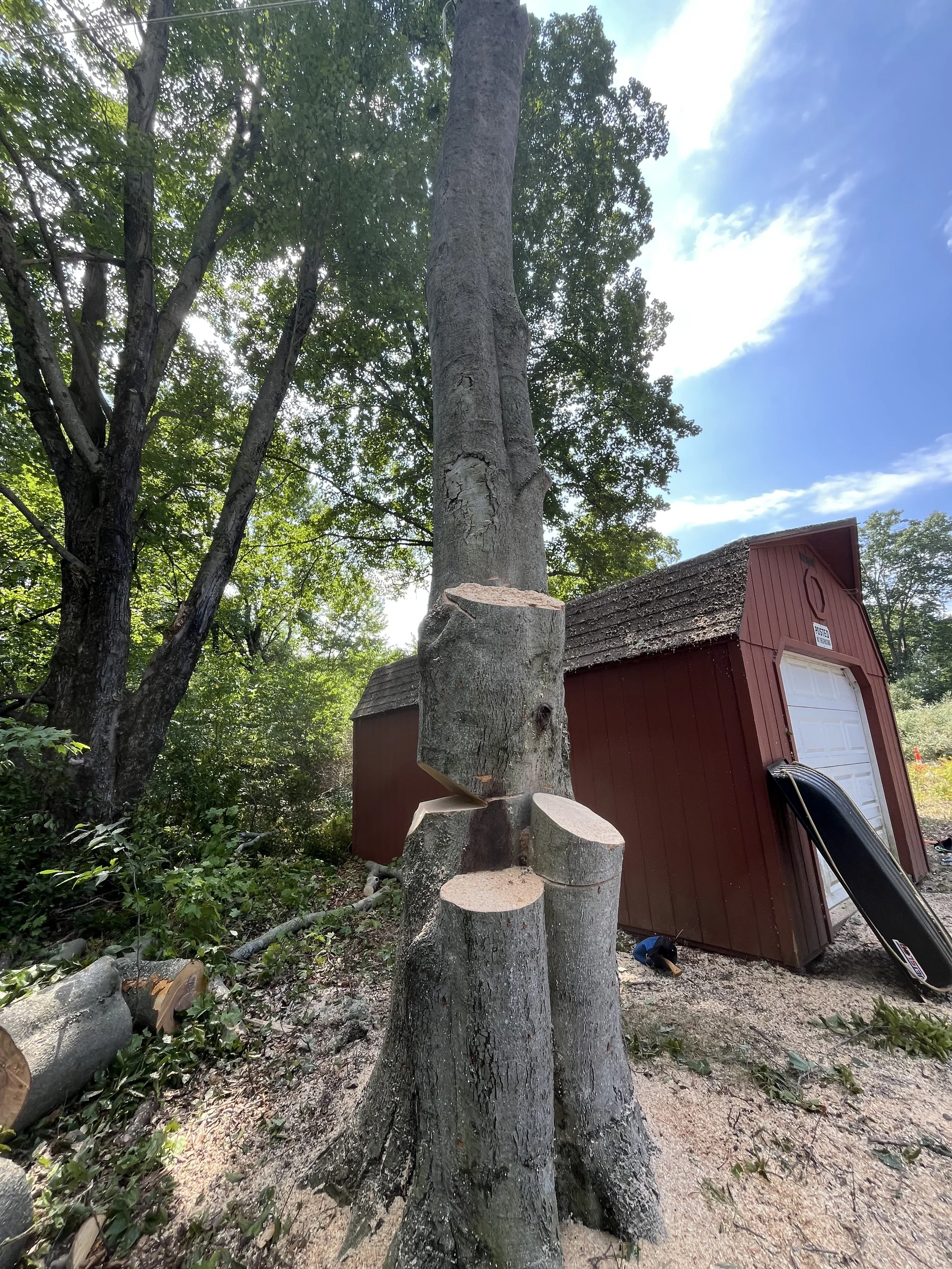 notched beach tree