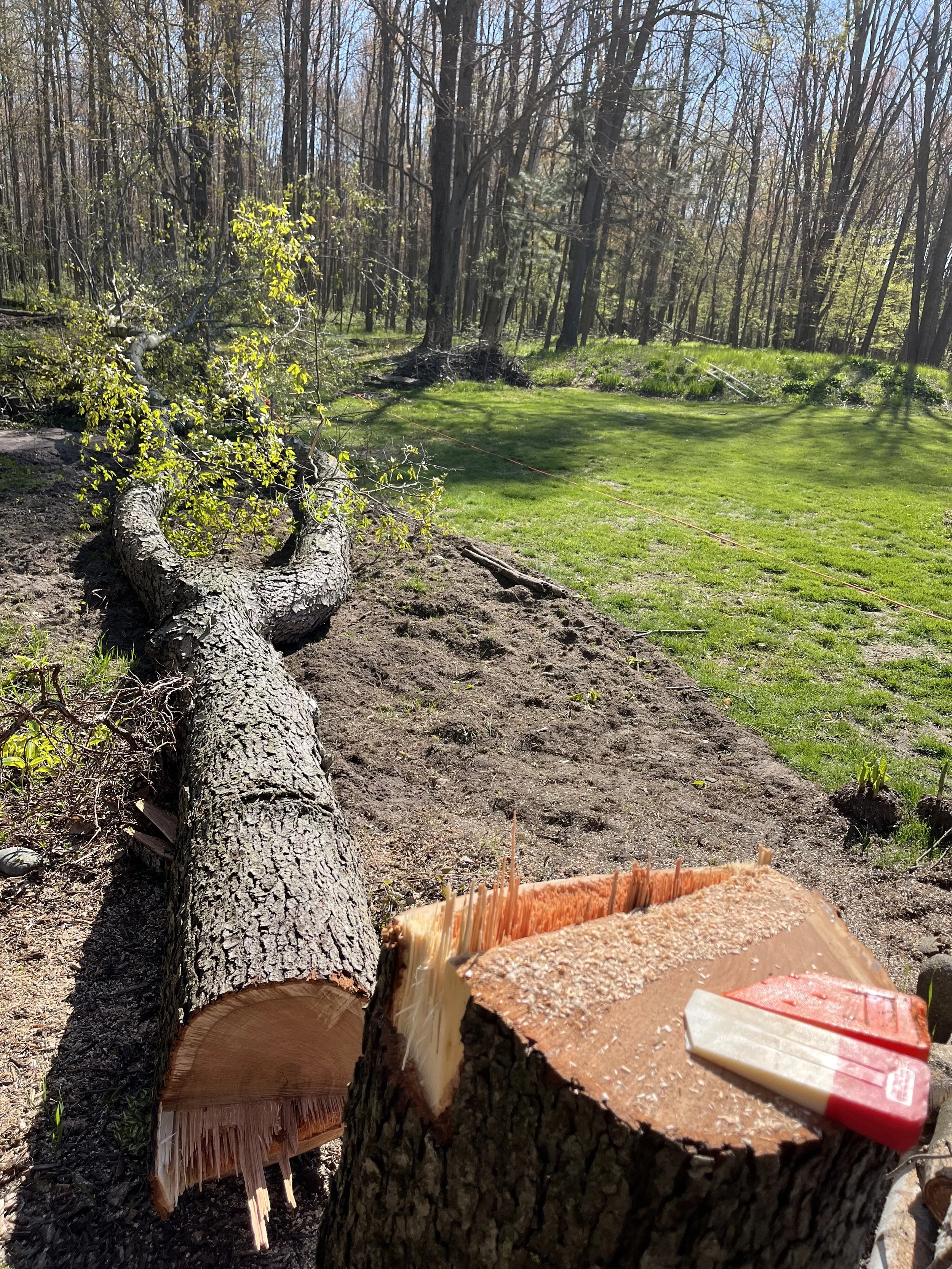 tree felling with wedges 