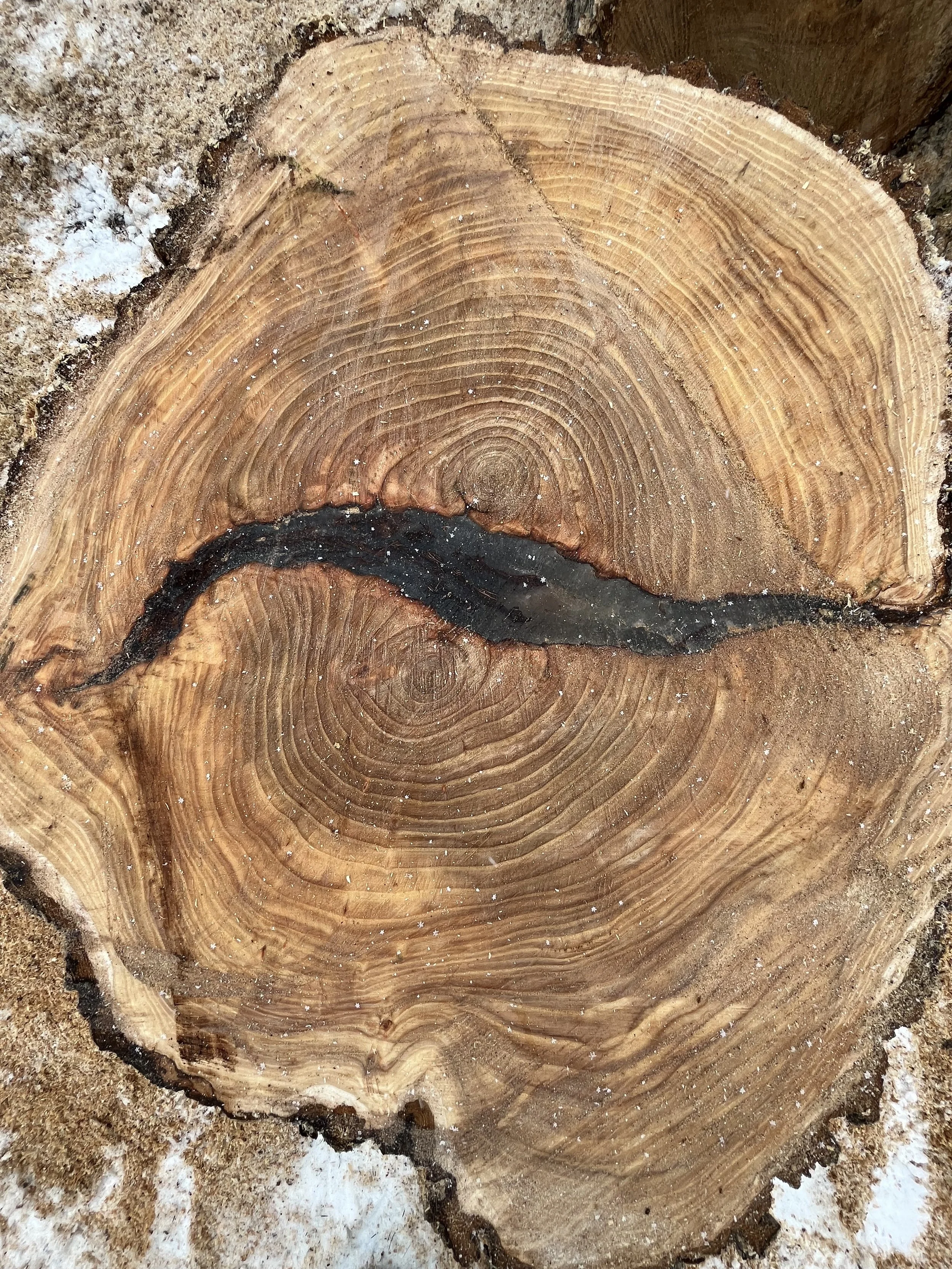 This tree had a hidden inclusion. The dark middle area is compressed bark and shows two piths growing alongside one another when the tree was smaller