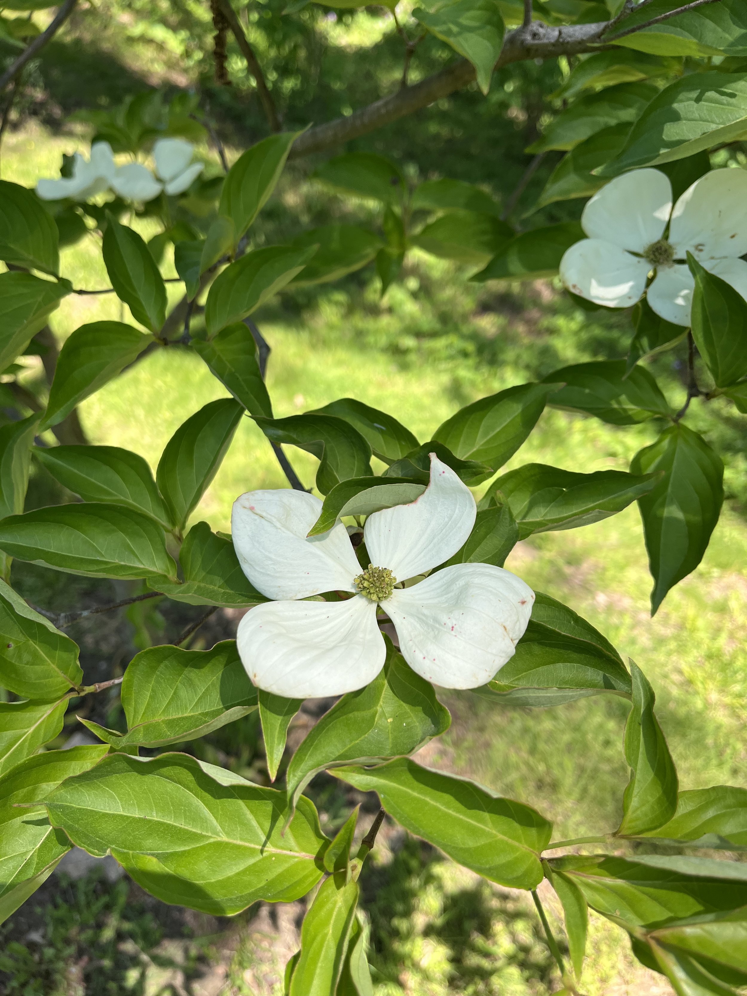 IMG_0790.jpeg