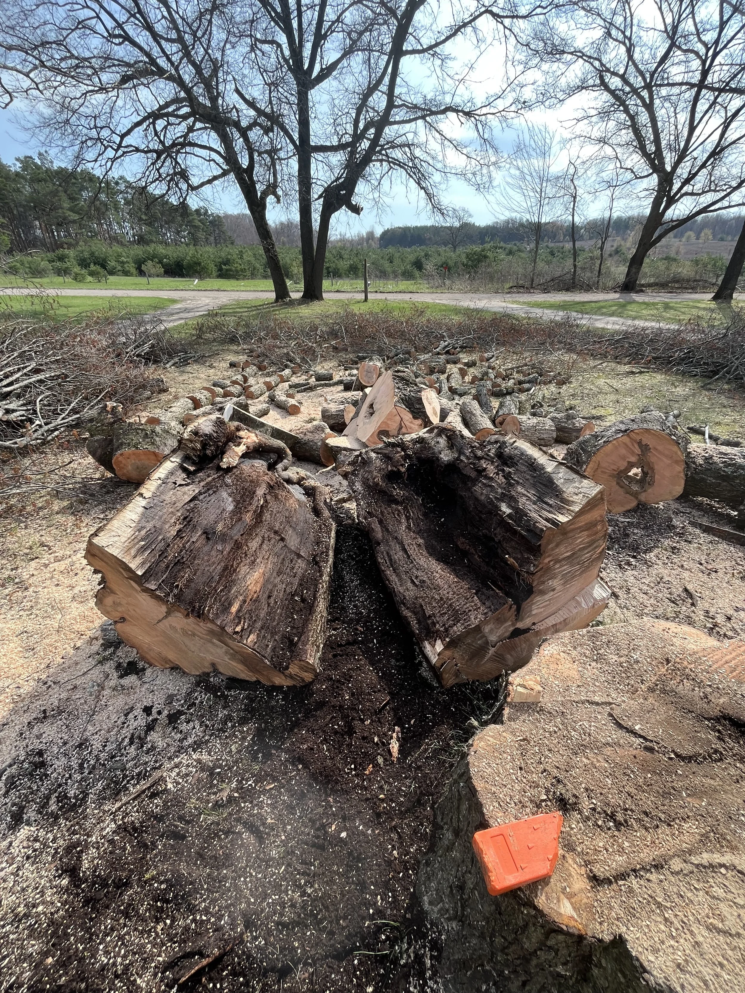 a large maple that was splitting and fell apart when felled, with cut up debris in the background