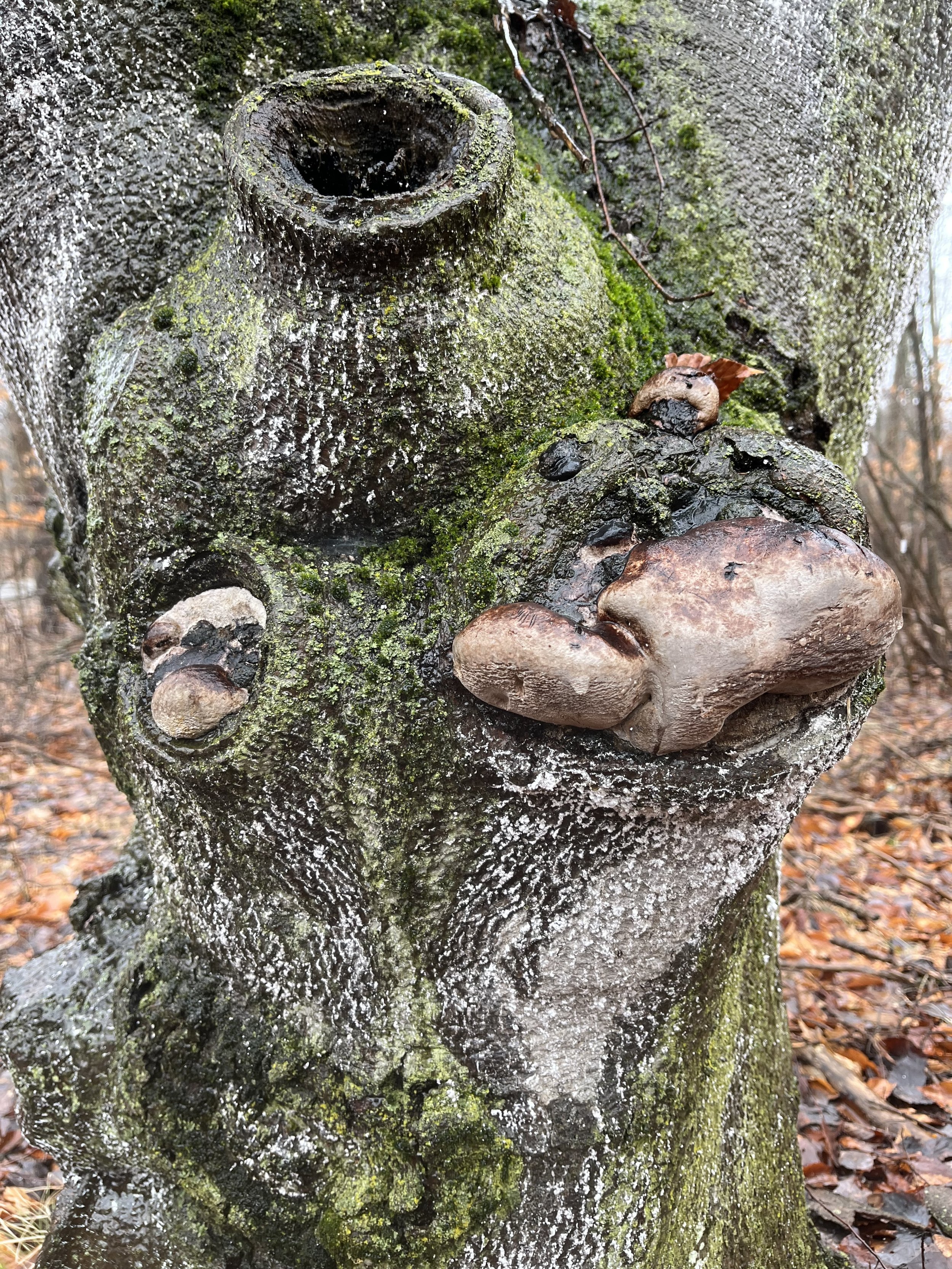 beech with beech bark disease and fruiting bodies on old wounds