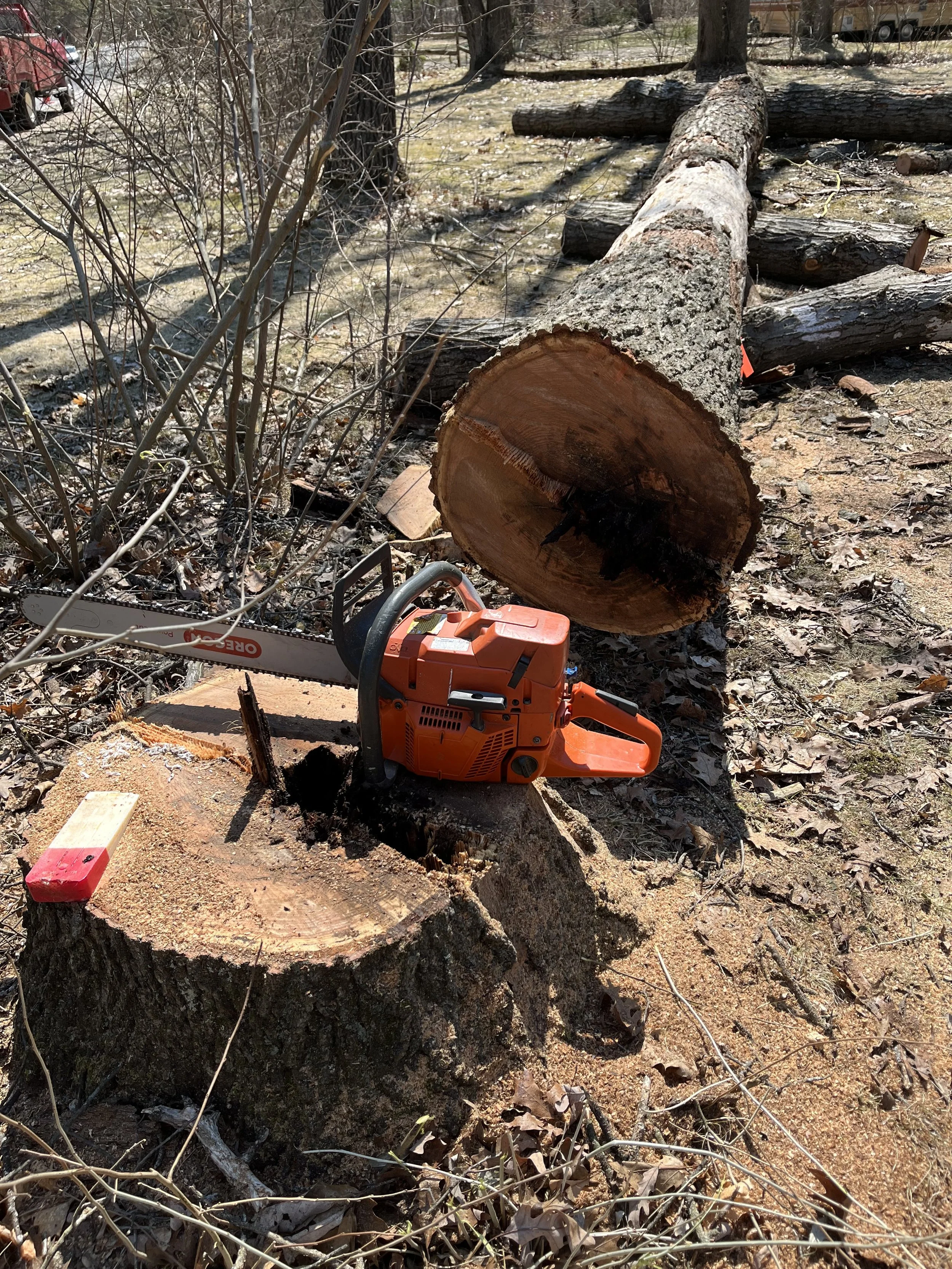 A dead red oak stump shot after being dismantled and safely felled