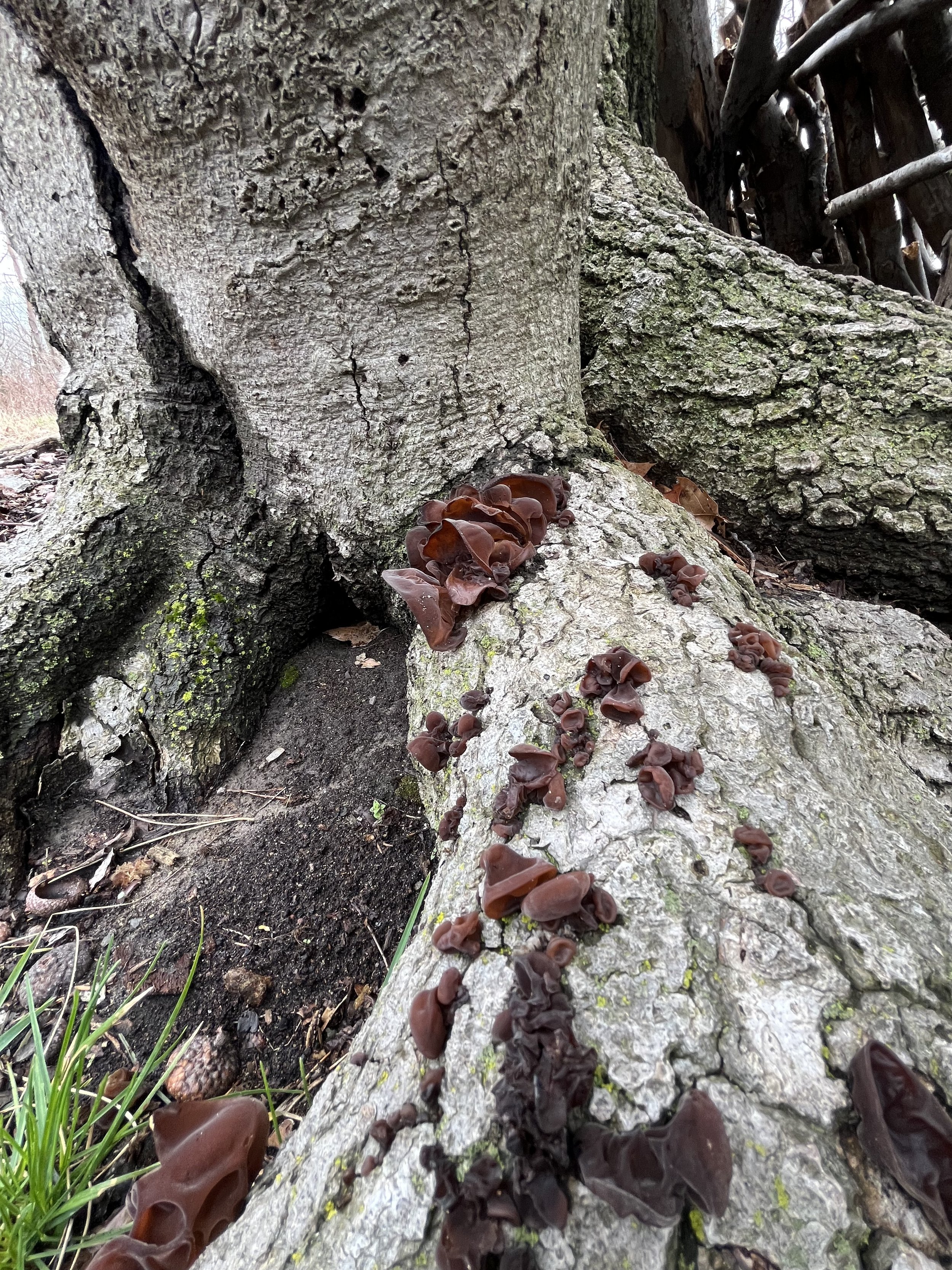 Mushrooms feeding on a declining beech tree