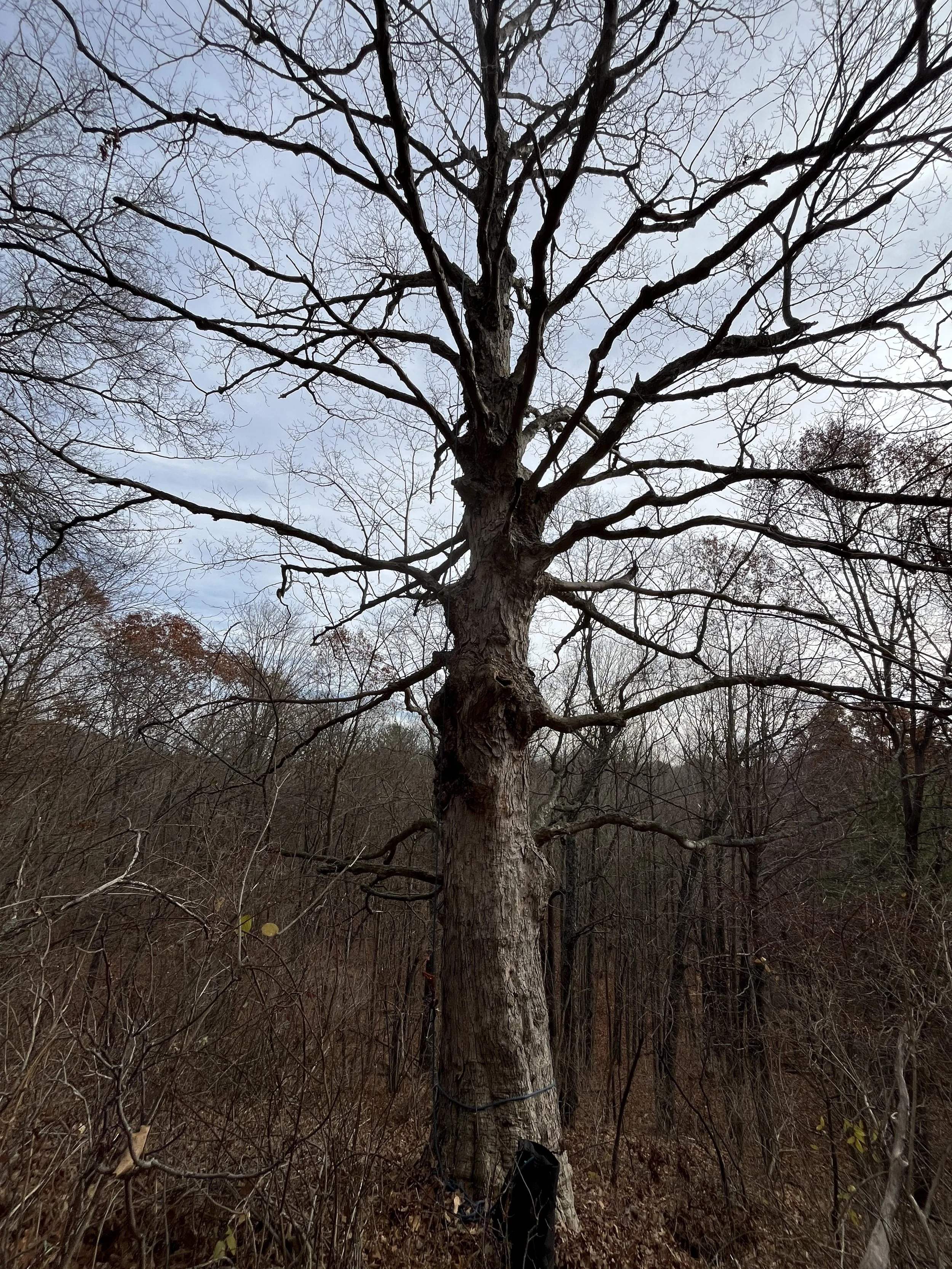 A rope is installed to help the arborist perform a canopy inspection on this large sugar maple.