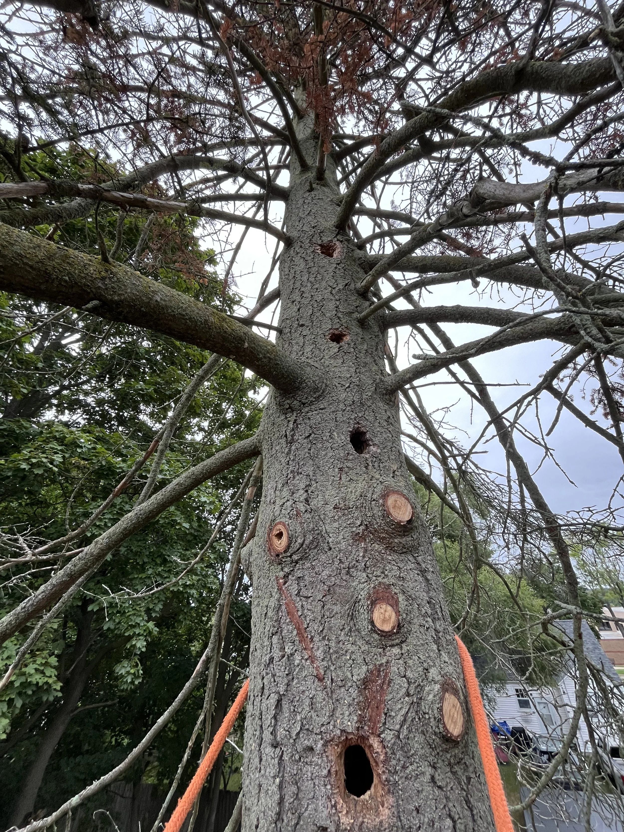 Climbing removal of a dead and decayed black spruce