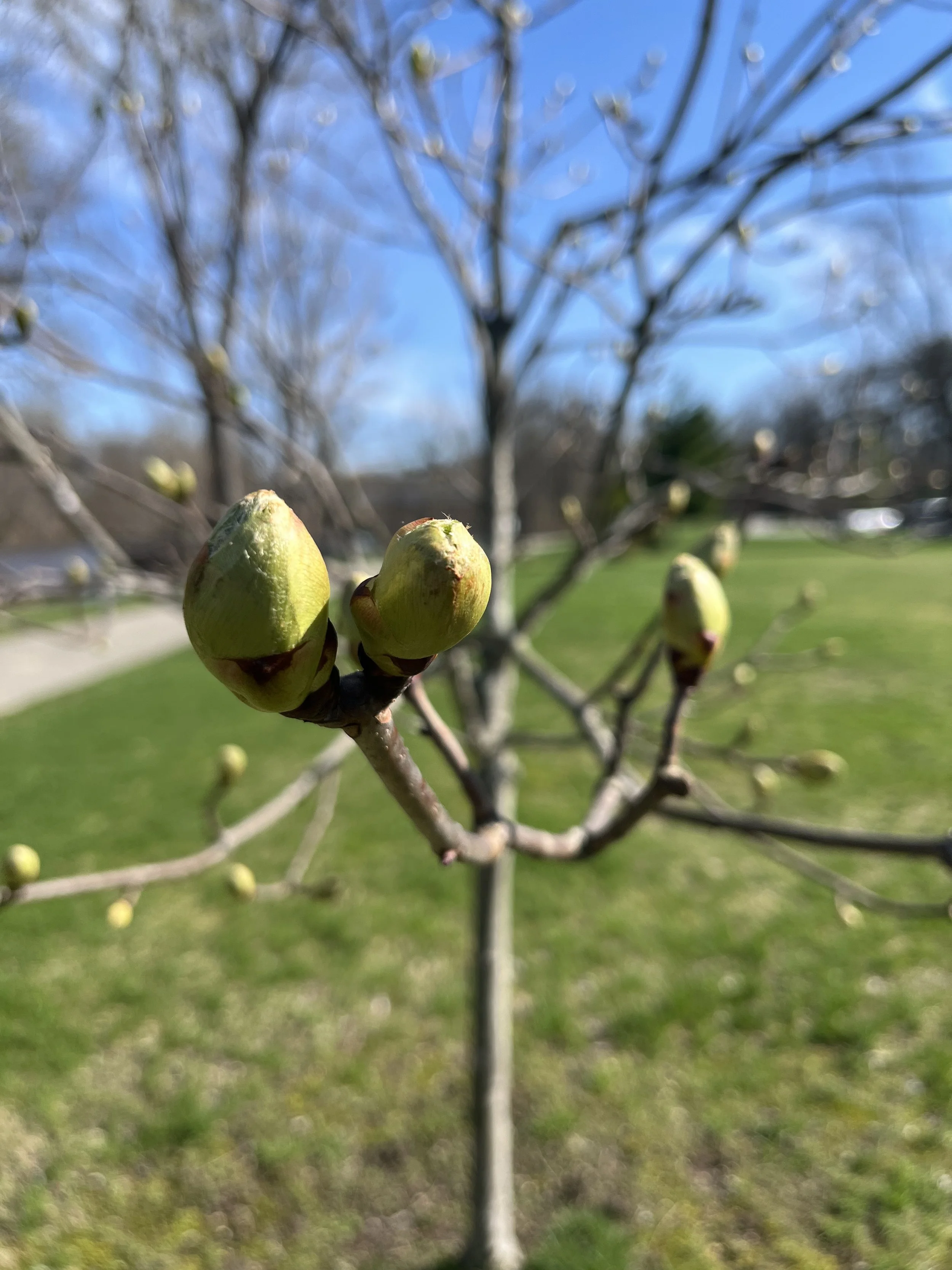 Swelling spring buds