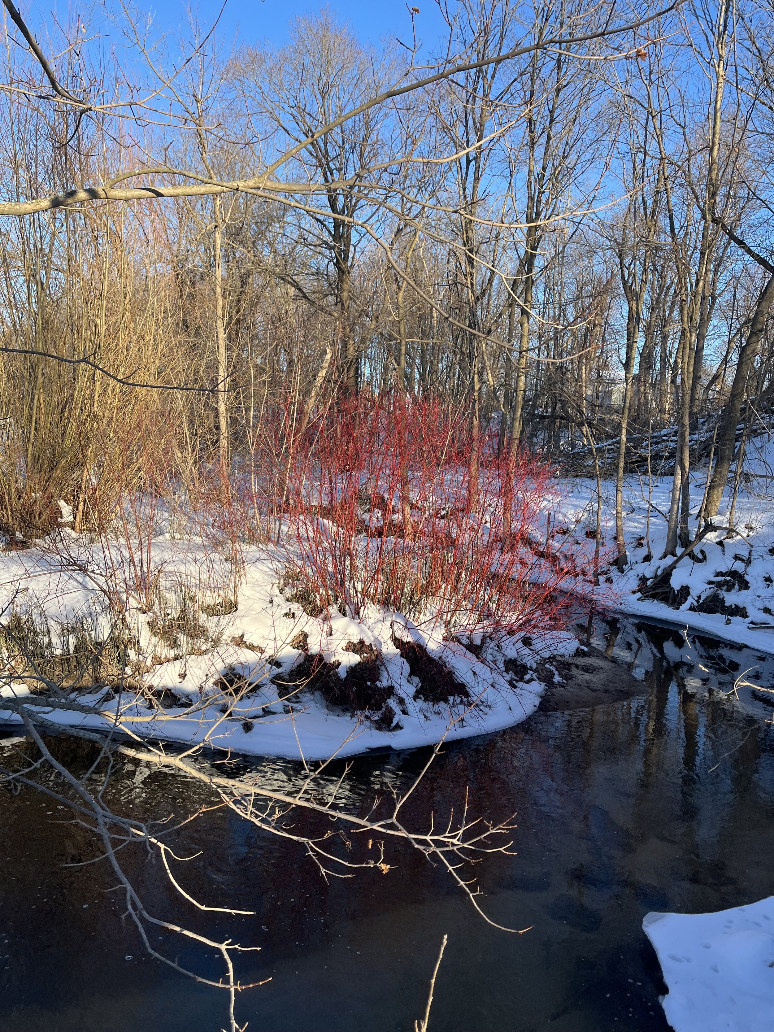 A Red-Osier Dogwood is being highlighted on a stream bend on a sunny winter day