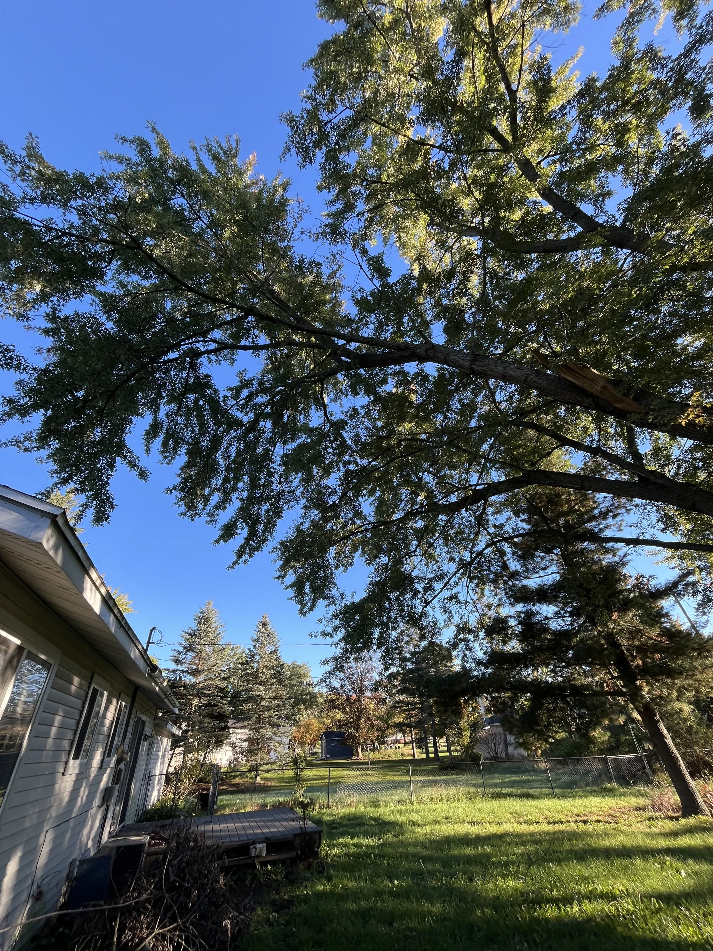 A large maple limb over a home (before)