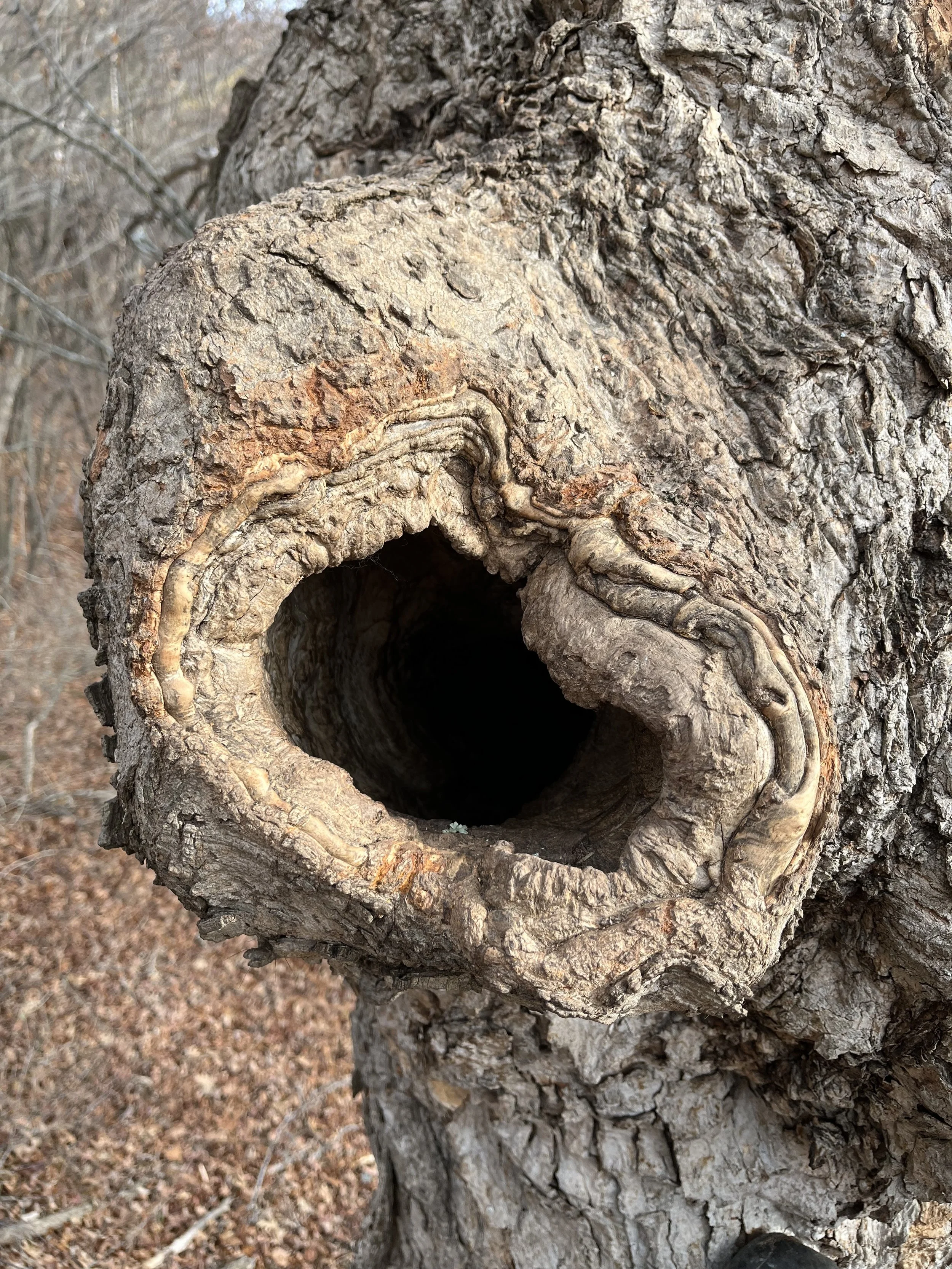 A hollow in a large tree