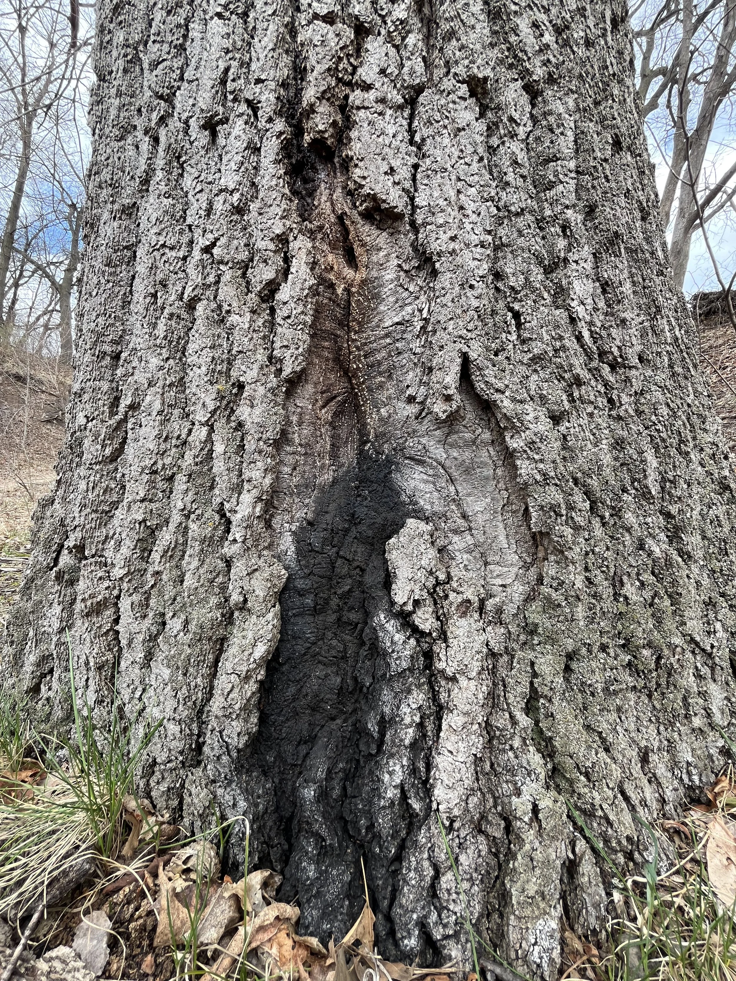 bleeding lesion on a red oak with associated damage