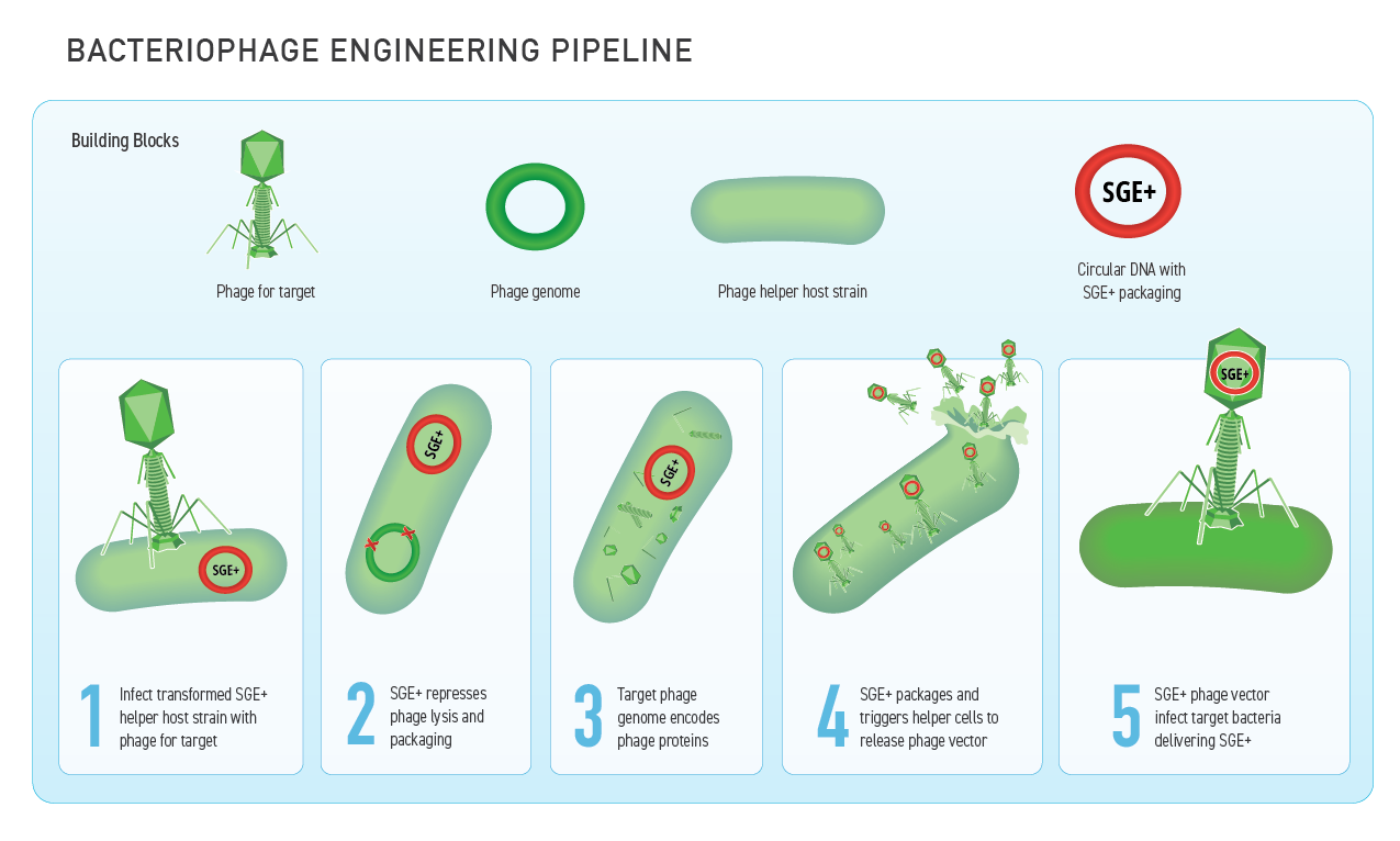 Scientific diagram illustrating the bacteriophage engineering pipeline from initial components through targeted genetic delivery.