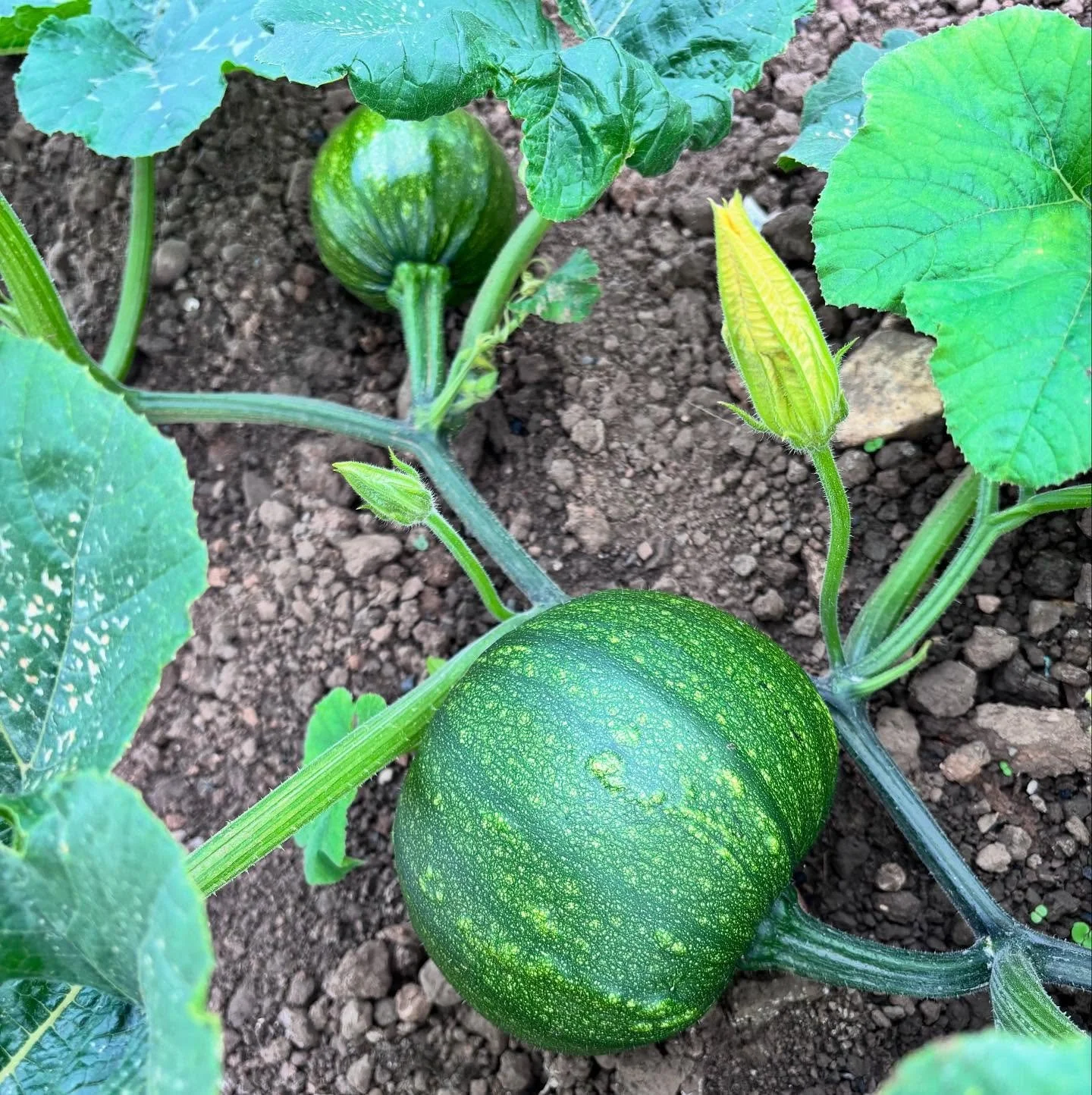 👀 👀 #pumpkins2025