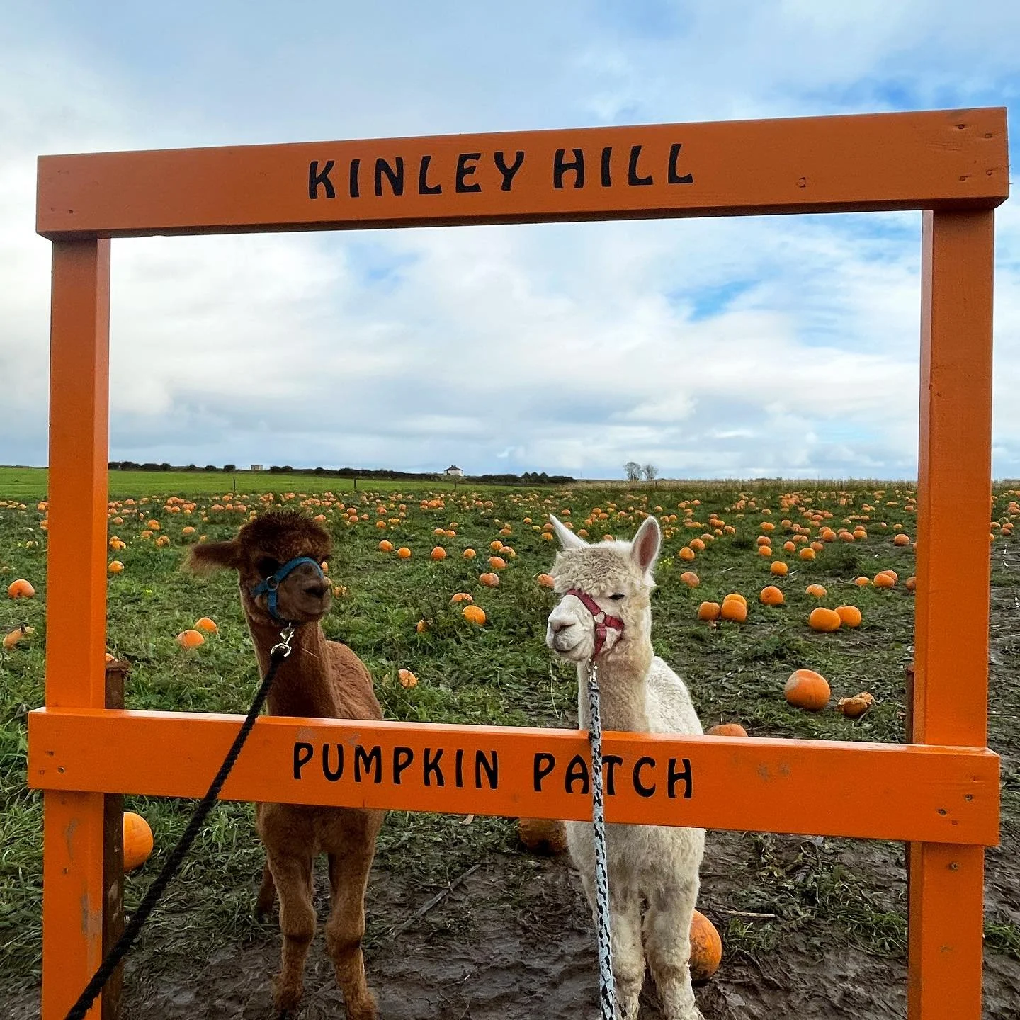 This pumpkin season we&rsquo;ve seen babies who couldn&rsquo;t walk last year run around the patch this year, pregnancy announcements, birthdays, celebrations and more. 

We&rsquo;ve seen families grow, friends come in packs to find the perfect pumpk