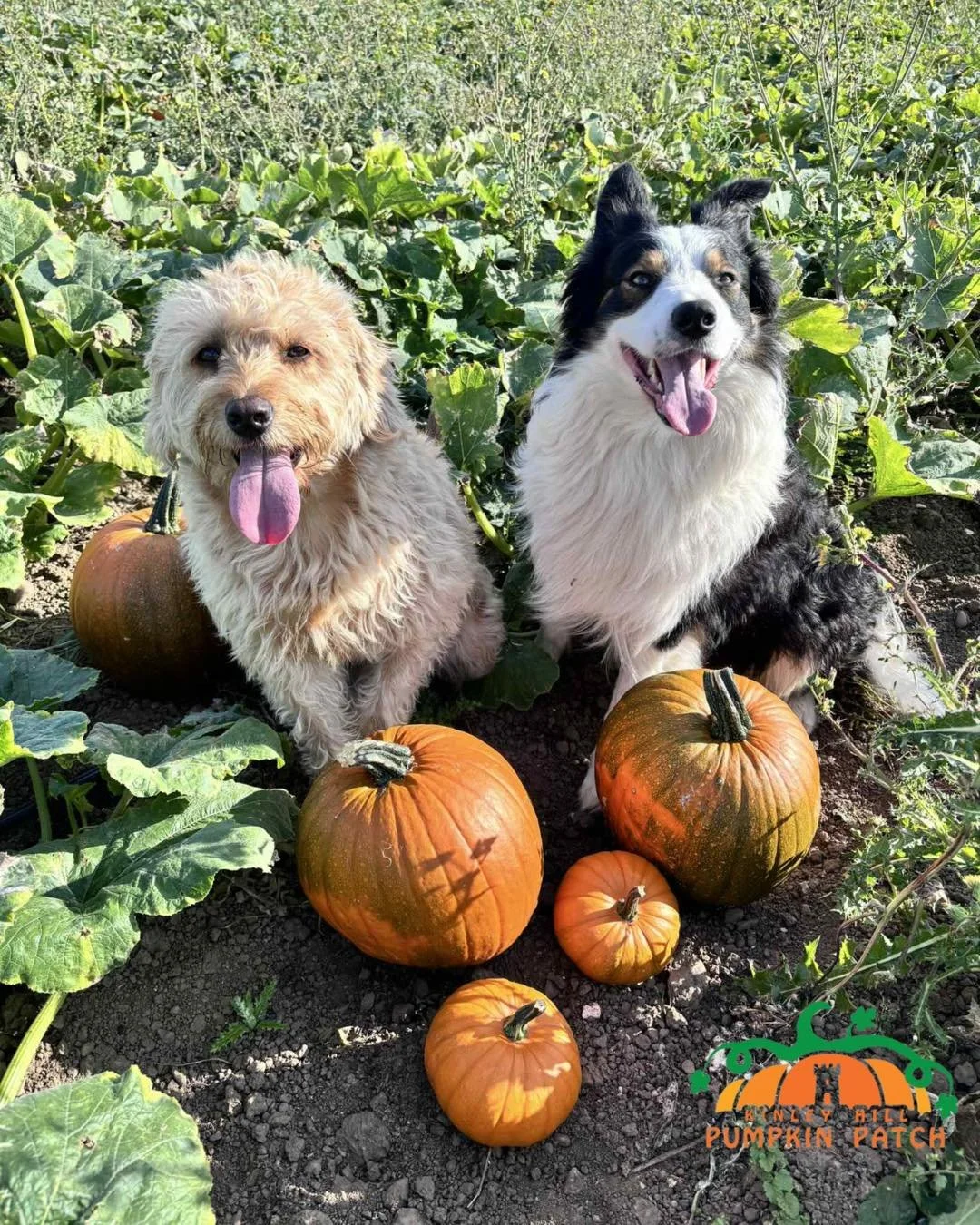 Our own pooches have been sussing out the patch ready for opening weekend - the only thing missing are Halloween costumes! Any suggestions or inspiration?! 

Bring your pooches along with you for pumpkin picking every weekend in October and all Octob
