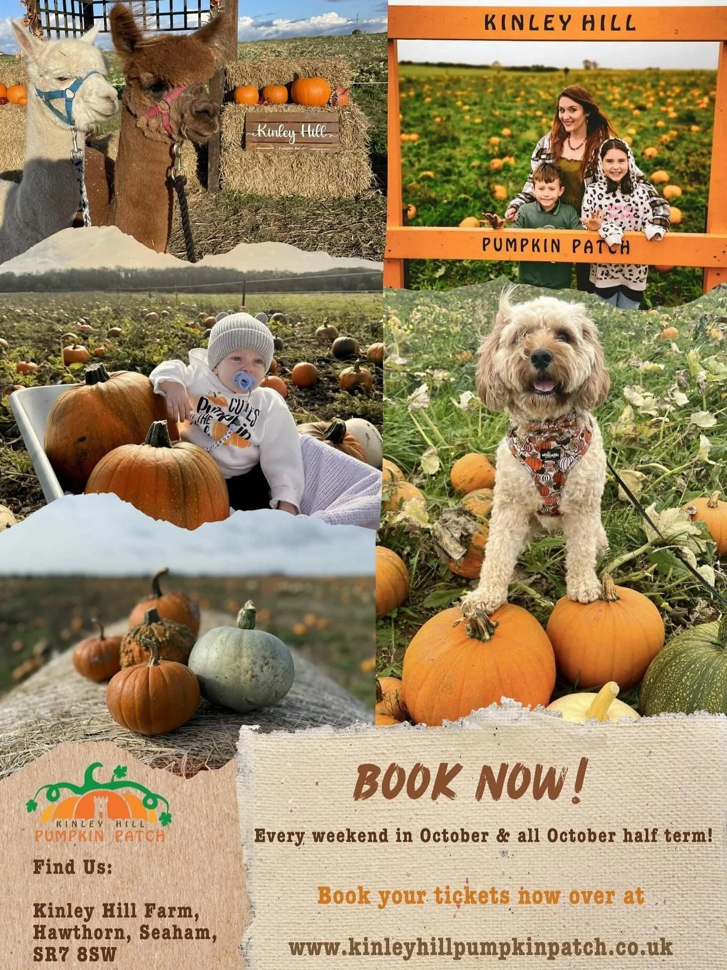🎃 NO BOOKING REQUIRED THIS WEEKEND 11th &amp; 12th October 🎃 

Due to availability we&rsquo;re welcoming walk-ins all weekend! 

~ Pick your perfect pumpkin 🎃 
~ Come meet our alpacas 🦙 
~ Bring your doggos 🐶 
~ Enjoy a sweet treat from Darcy&rs