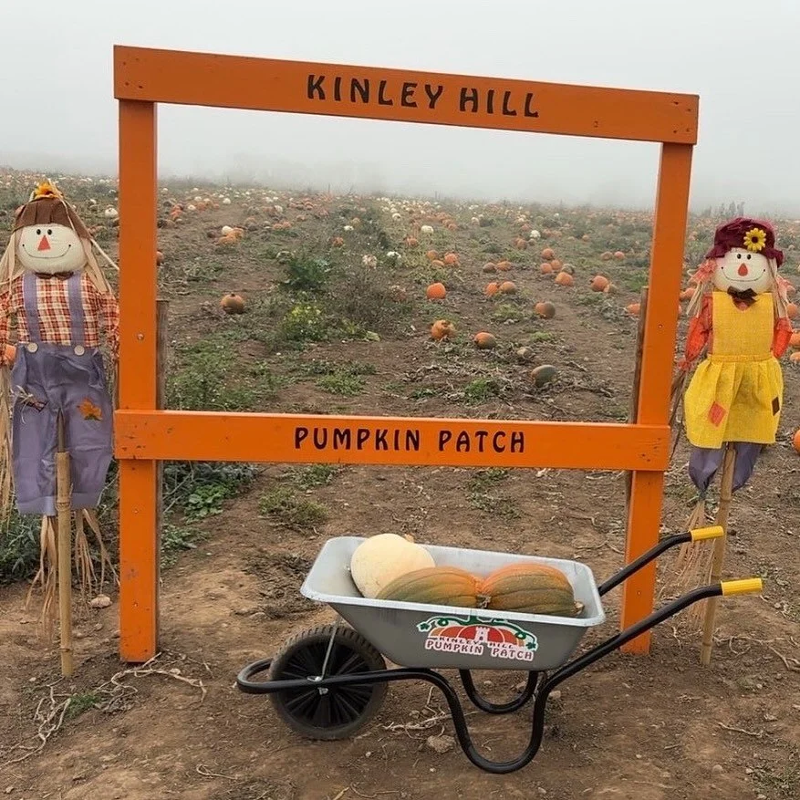 🎟️🎃 MORE TICKETS RELEASED 🎟️🎃 

After assessing demand we&rsquo;ve just released more tickets for next weekend 18th &amp; 19th and the following weekend 25th &amp; 26th!! 

Book to come pick your pumpkins with us now: https://www.kinleyhillpumpki