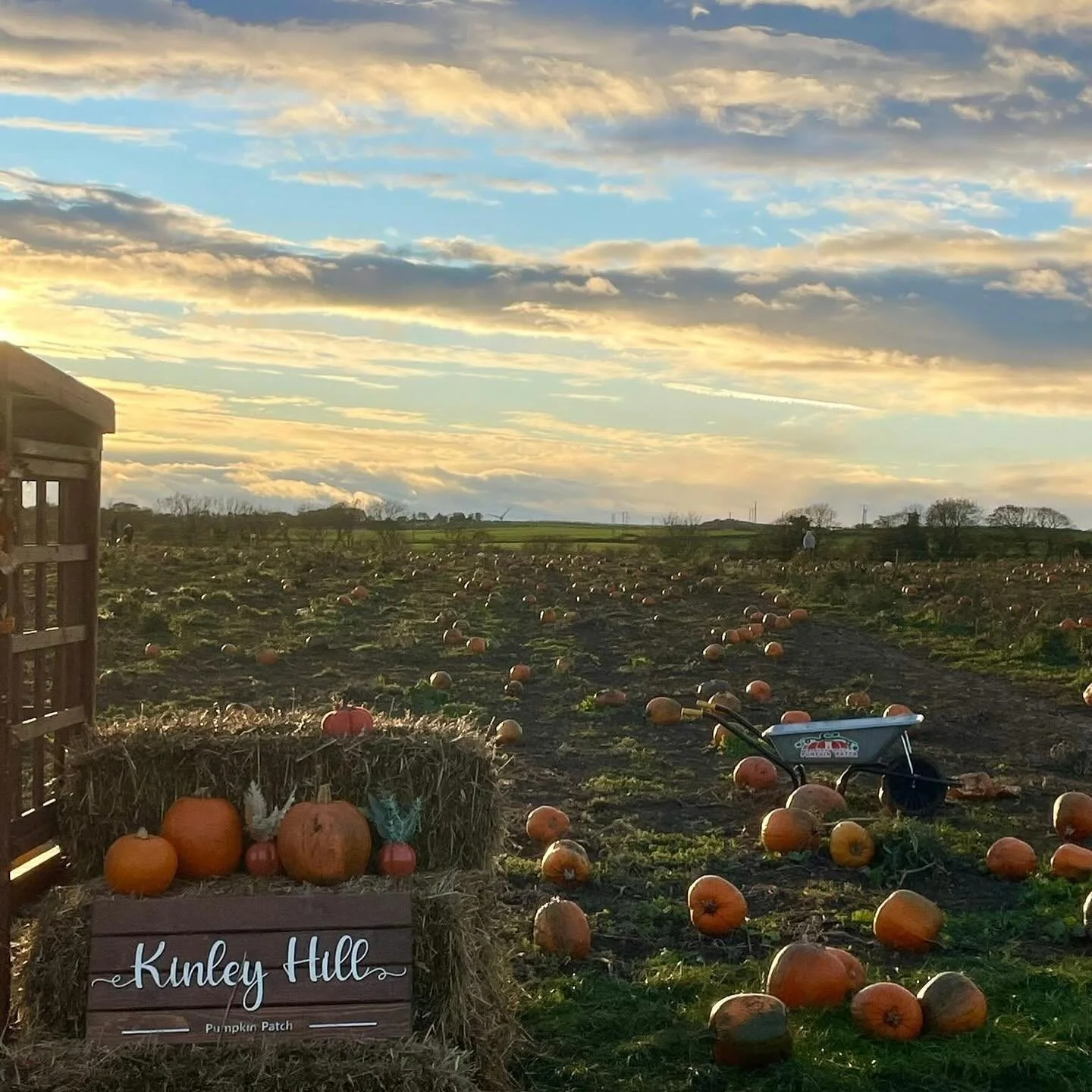 🦇 5 days until Halloween!! 👻 

We&rsquo;re open for walkins all this week - no booking required!! 

Come get your pumpkins ready to carve before then! 🎃

~ Open 9-5 🕰️ 
~ We take card &amp; cash 
~ Cone meet our alpacas 🦙 
~ Grab some delicious 