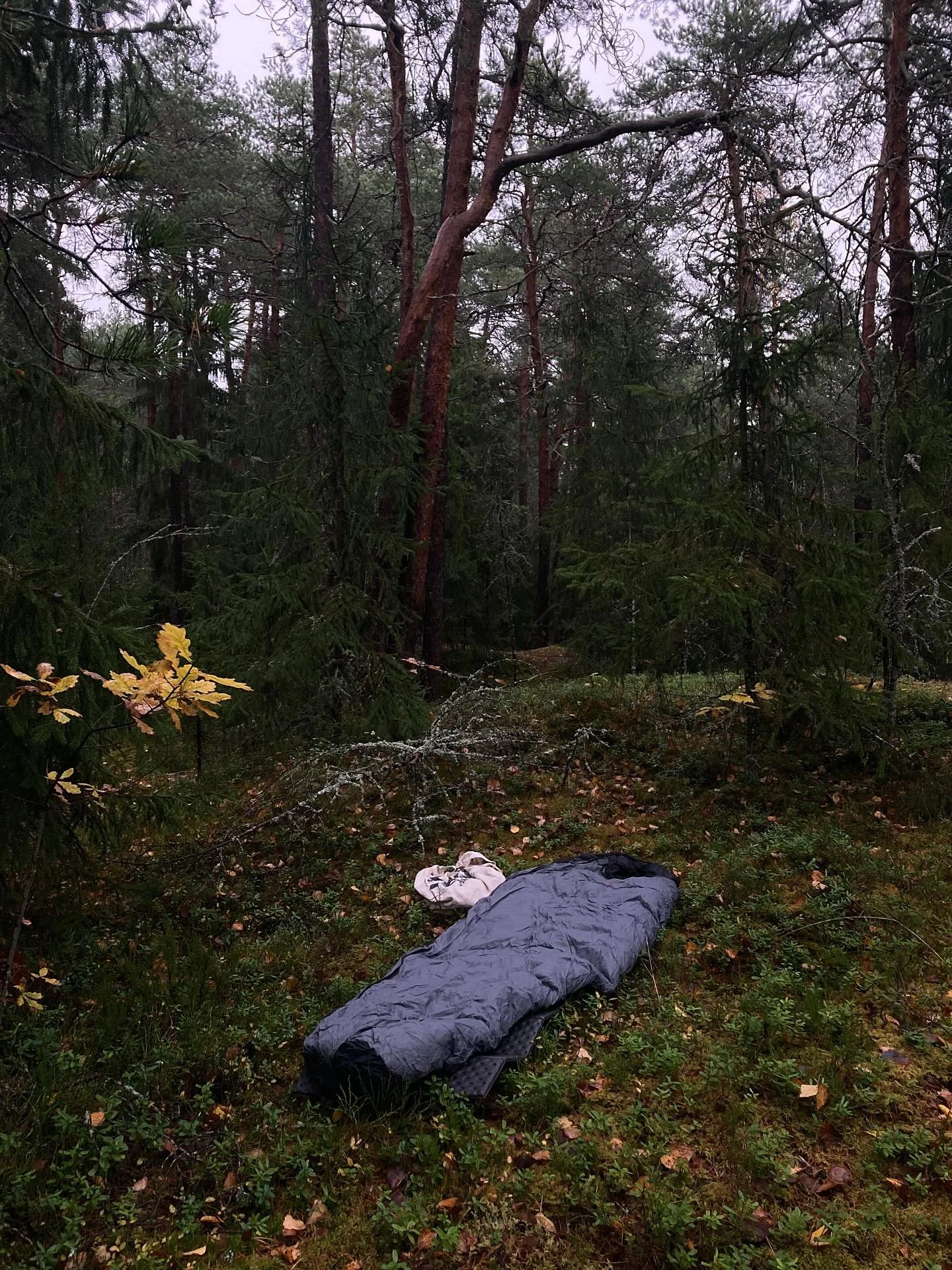 Viikonlopun menovinkki 🍂

1 Suuntaa l&auml;hiluontoon makuualusta ja -pussi mukanasi

2 L&ouml;yd&auml; sopivalta tuntuva kohta

3 Asettele p&ouml;tk&ouml;ttelypetisi ja asetu maaten

4 P&ouml;tk&ouml;ttele

#l&auml;hiluonto #p&ouml;tk&ouml;ttely #l
