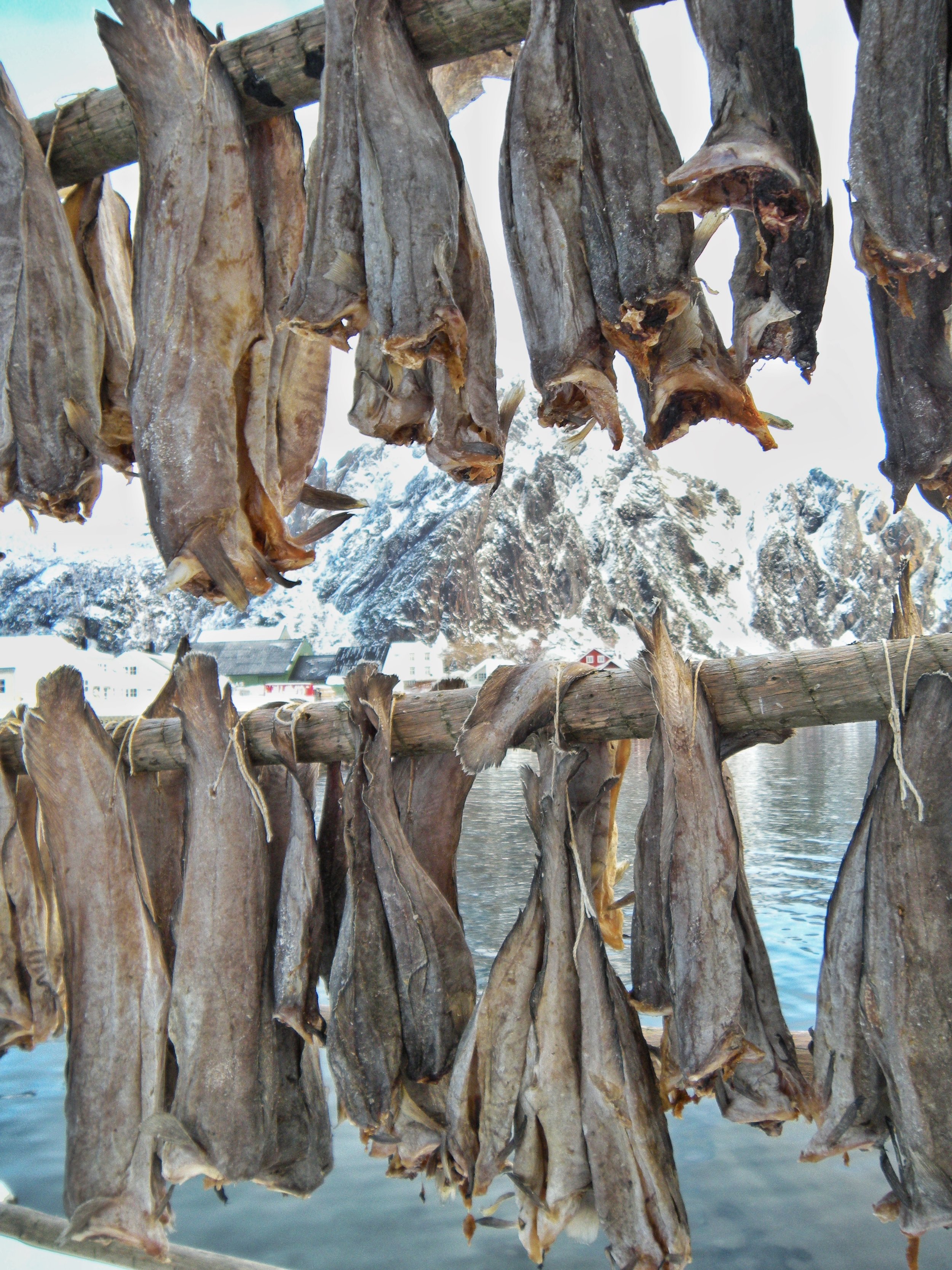 SILVIARUSSELLO_PORTFOLIO (1).jpeg