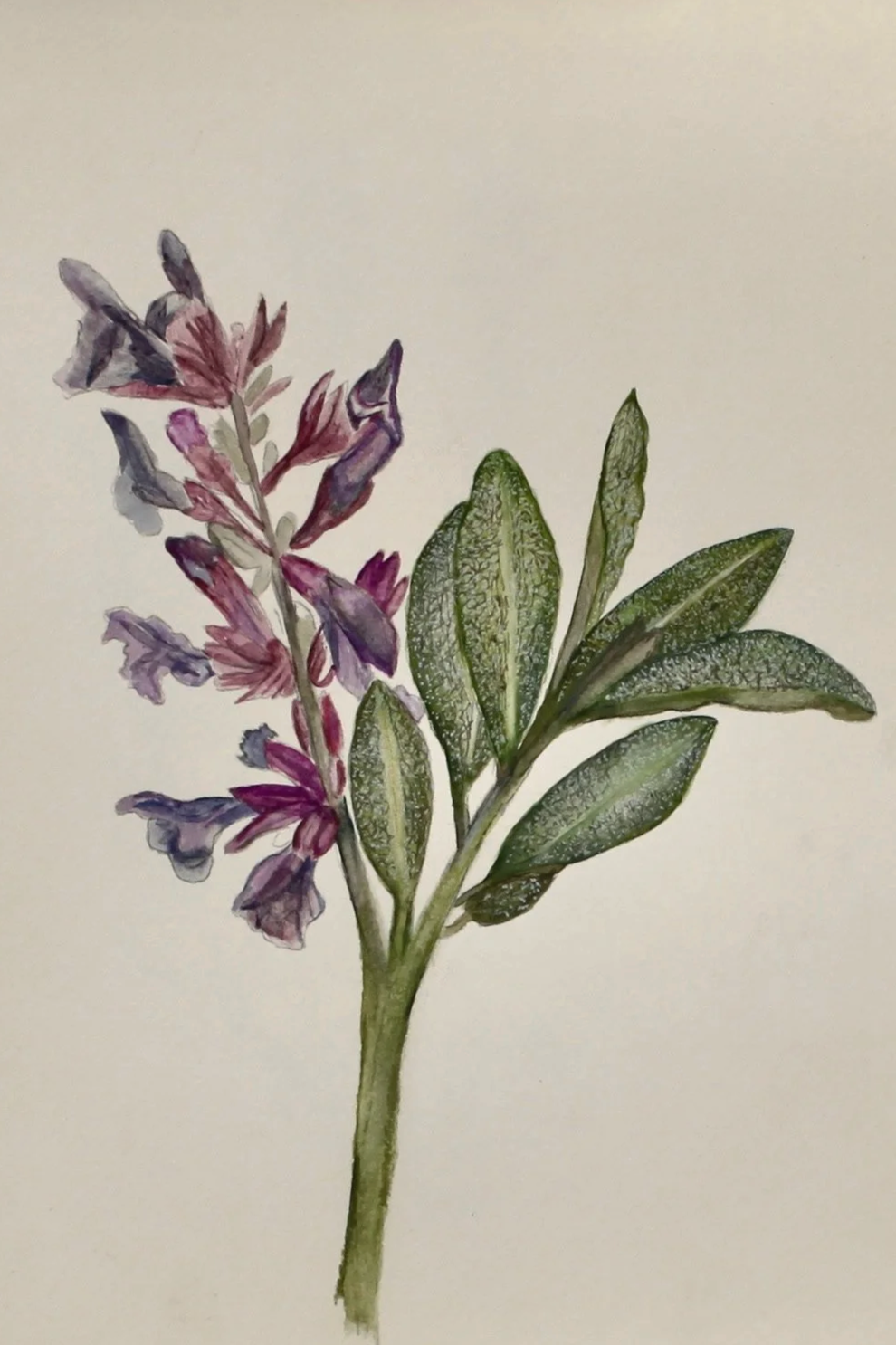 A botanical illustration of a plant with purple flowers and green leaves.