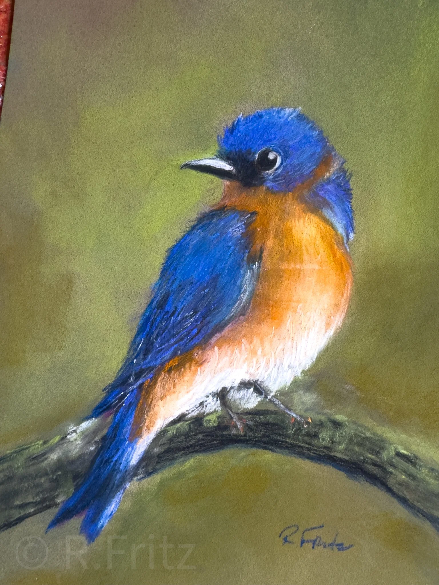 Belle Bluebird- a pastel workshop