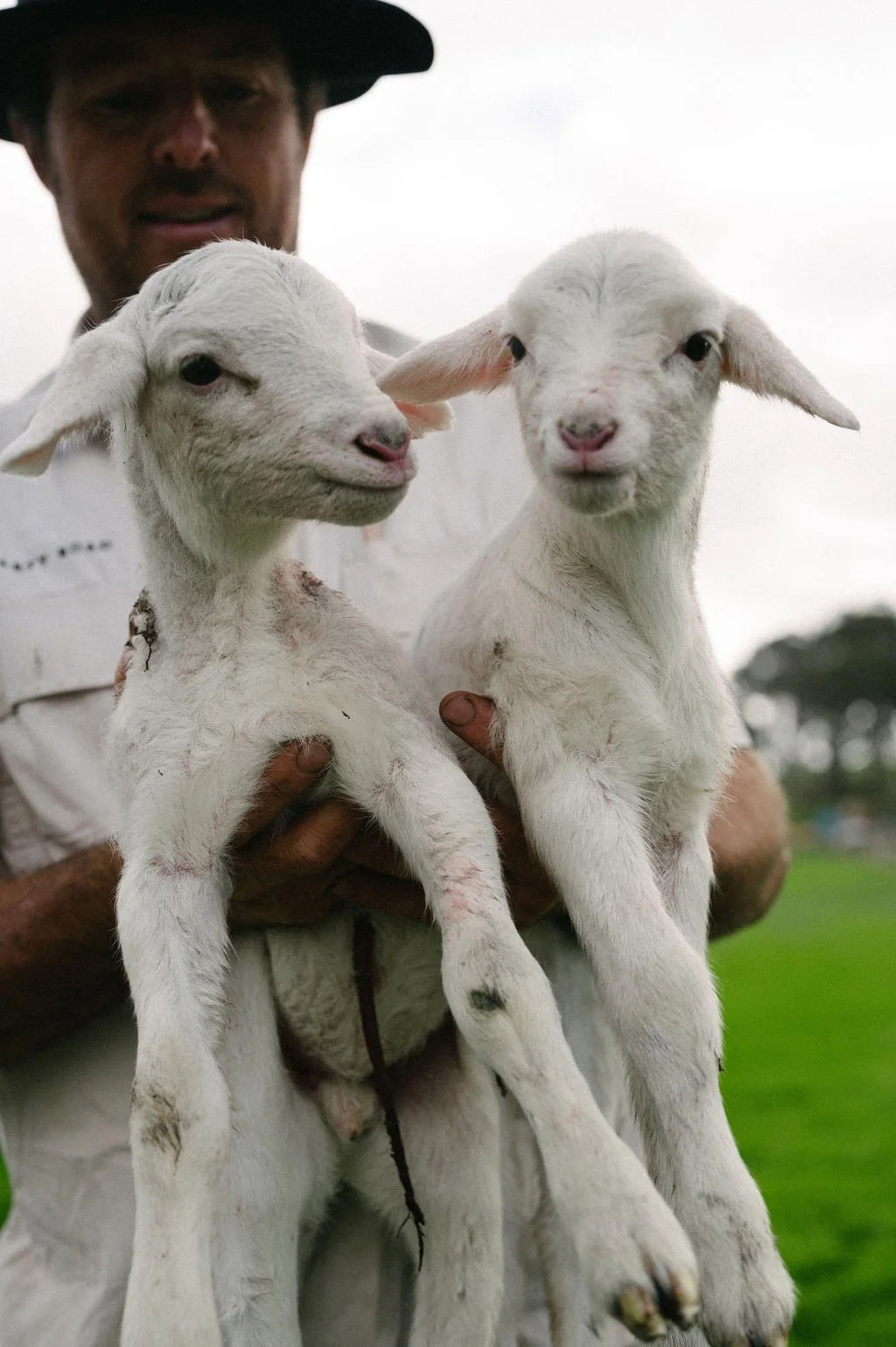 Why We Chose SheepMaster