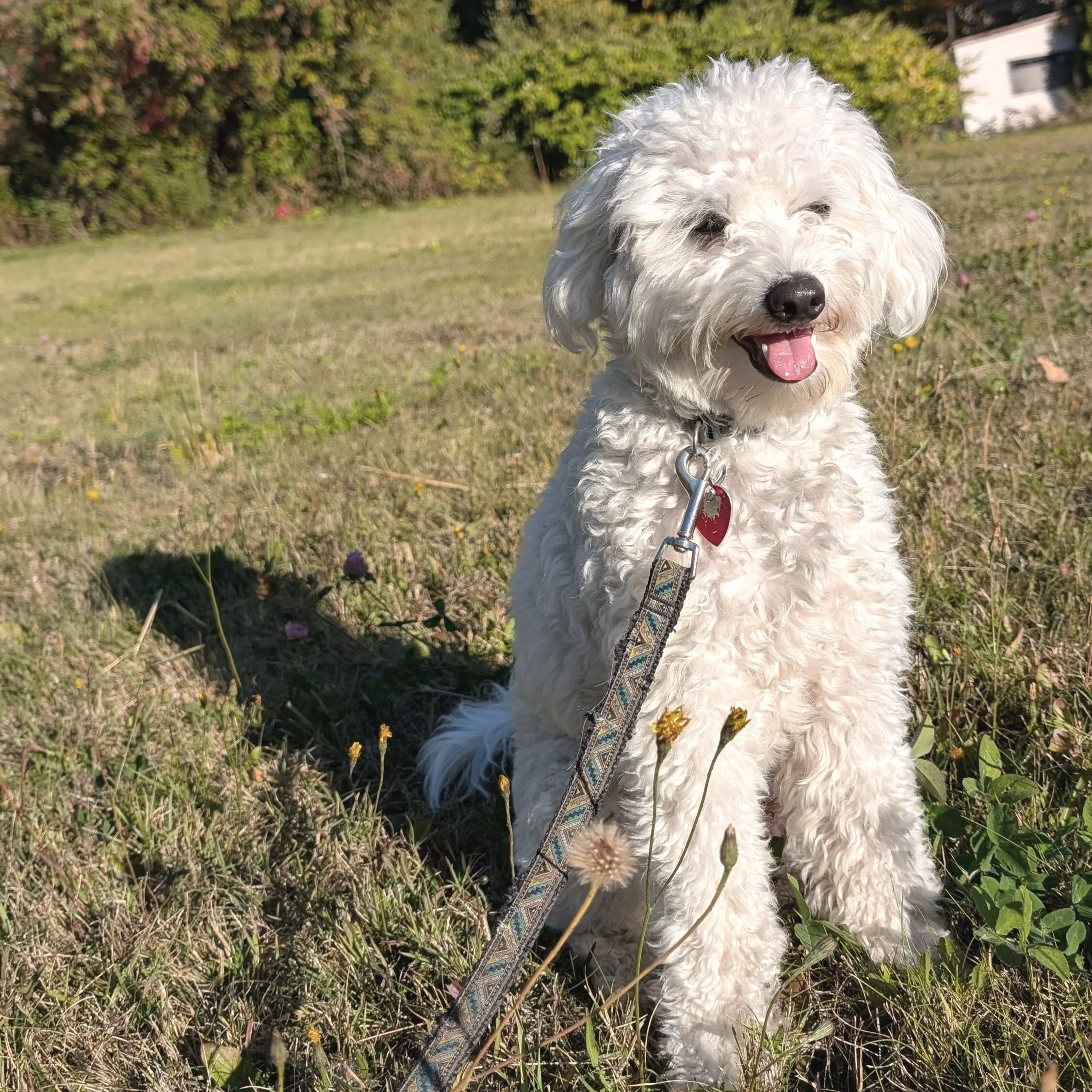 Un chien blanc, à pelage frisé, assis dans un champ avec des fleurs sauvages, par un après-midi ensoleillé.