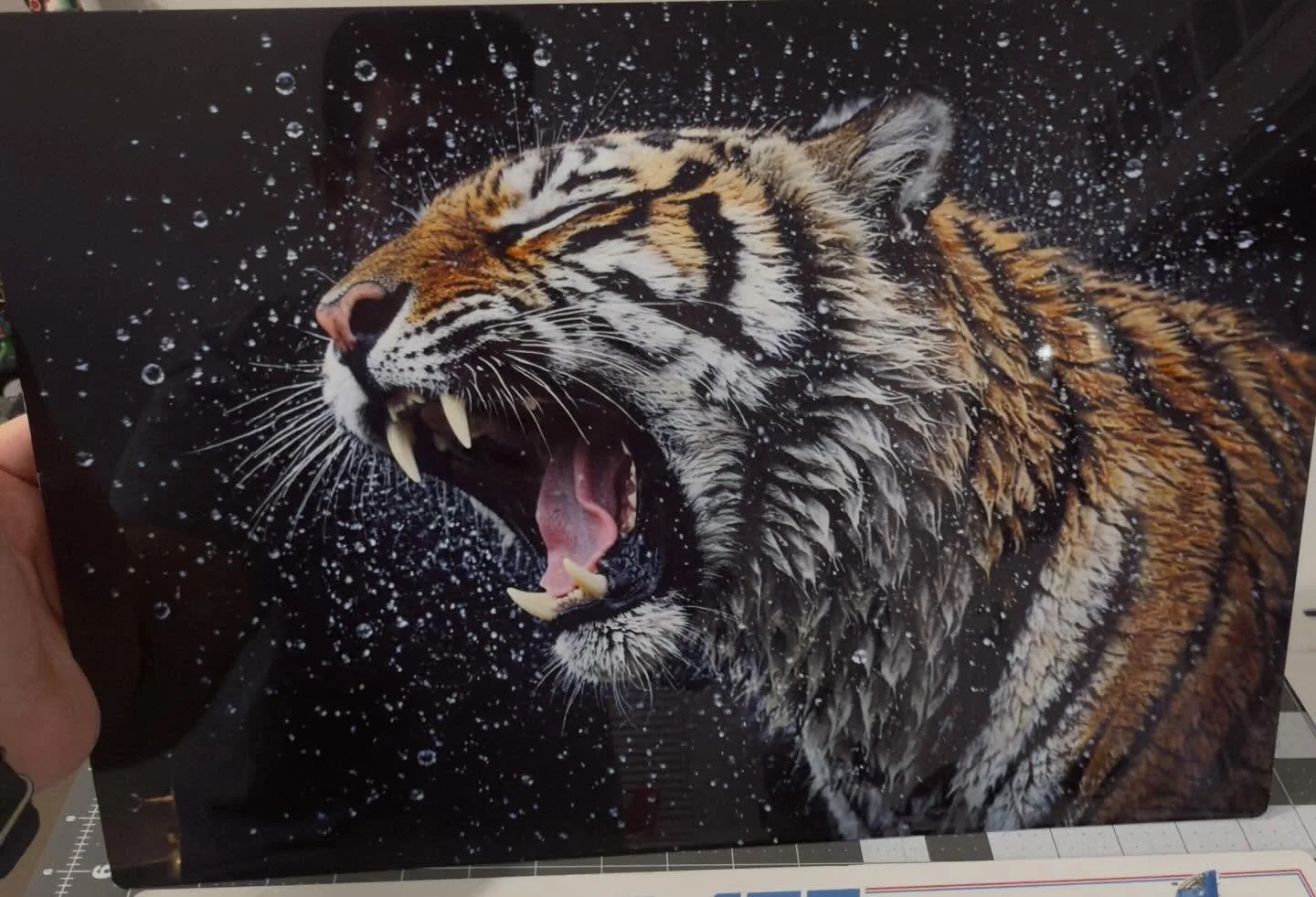 🔥 Bold. Fierce. Unforgettable.

This 12&times;18 ChromaLuxe metal panel absolutely roars with detail luminous highlights, deep contrast, and incredible depth that shifts beautifully with the light.  #MetalPrint
#ChromaLuxe
#StatementArt
#FineArtPrin