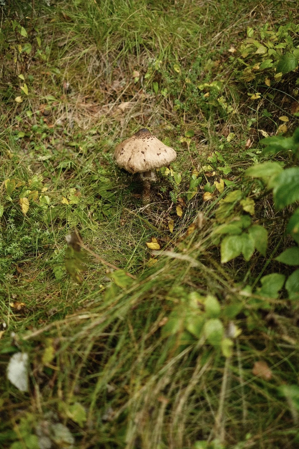 image00179.jpeg
