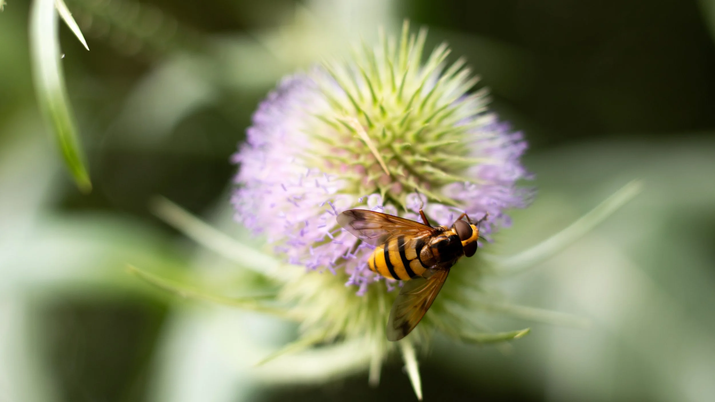 wasp2.jpg