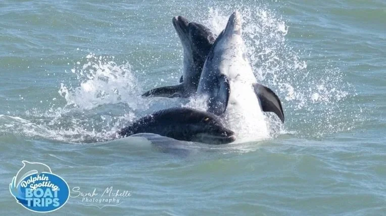 Two dolphins jumping out of the water during a boat trip, with splashing water around them.