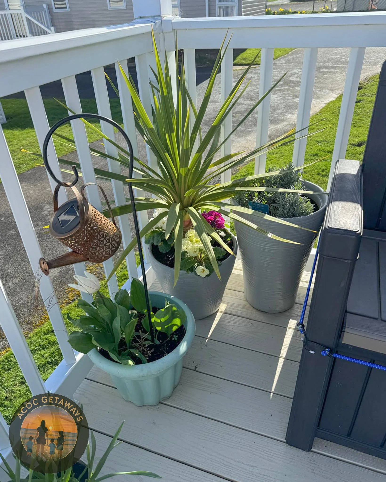 Potted plants on a wooden deck, including a large green spiky plant, white and pink flowers, and greenery in various pots, with a white railing and grass in the background.