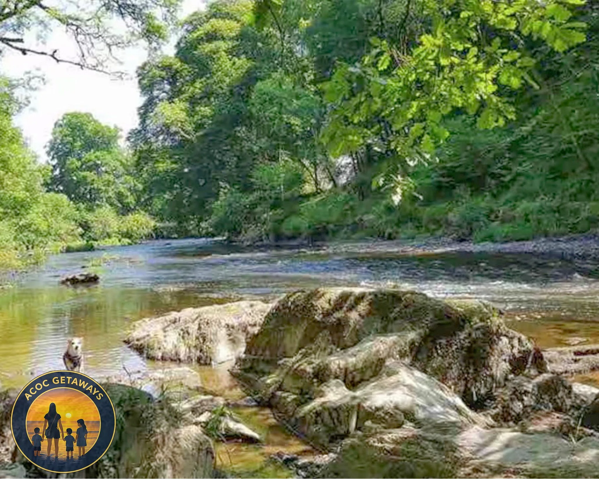 A river flowing through a lush green forest with rocks and a small dog standing in the water.