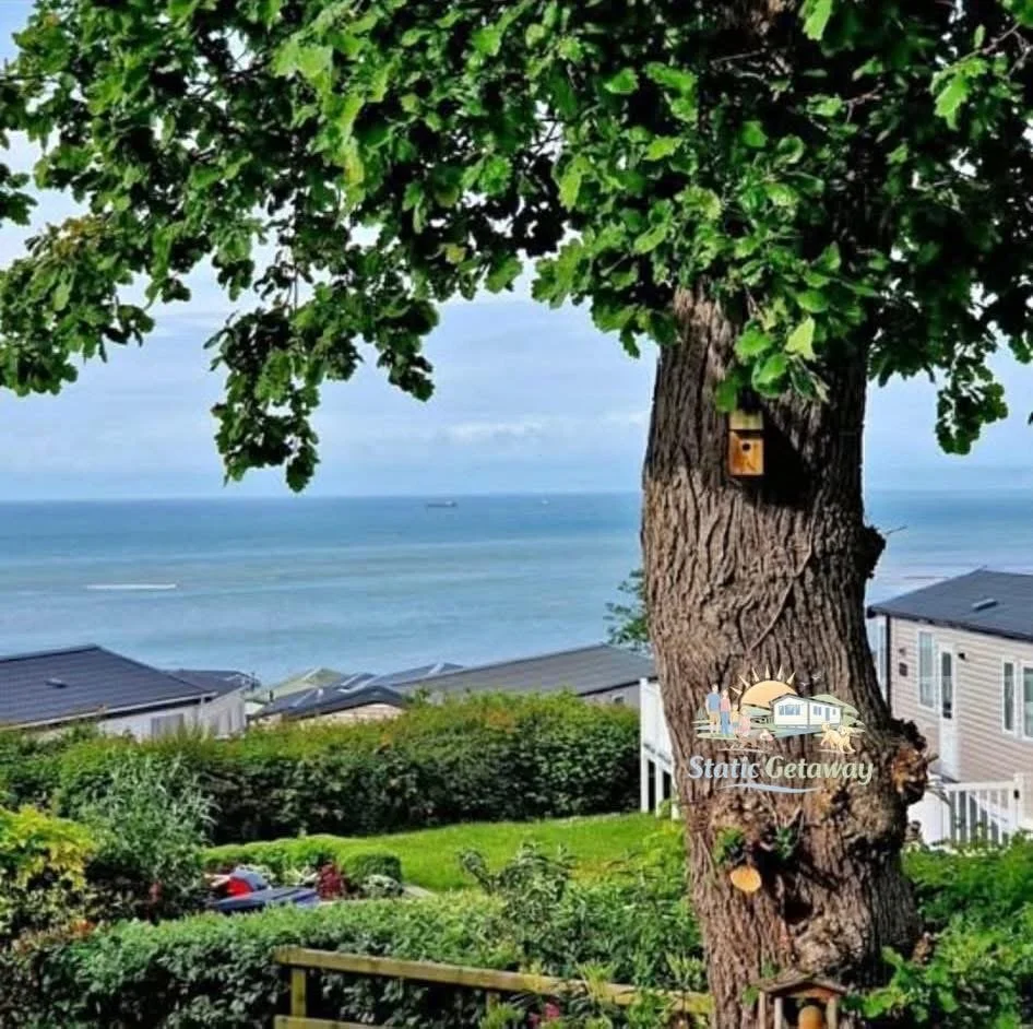 A large tree with green leaves and a birdhouse in its trunk on a hill overlooking the ocean, with residential houses below and a cloudy sky.