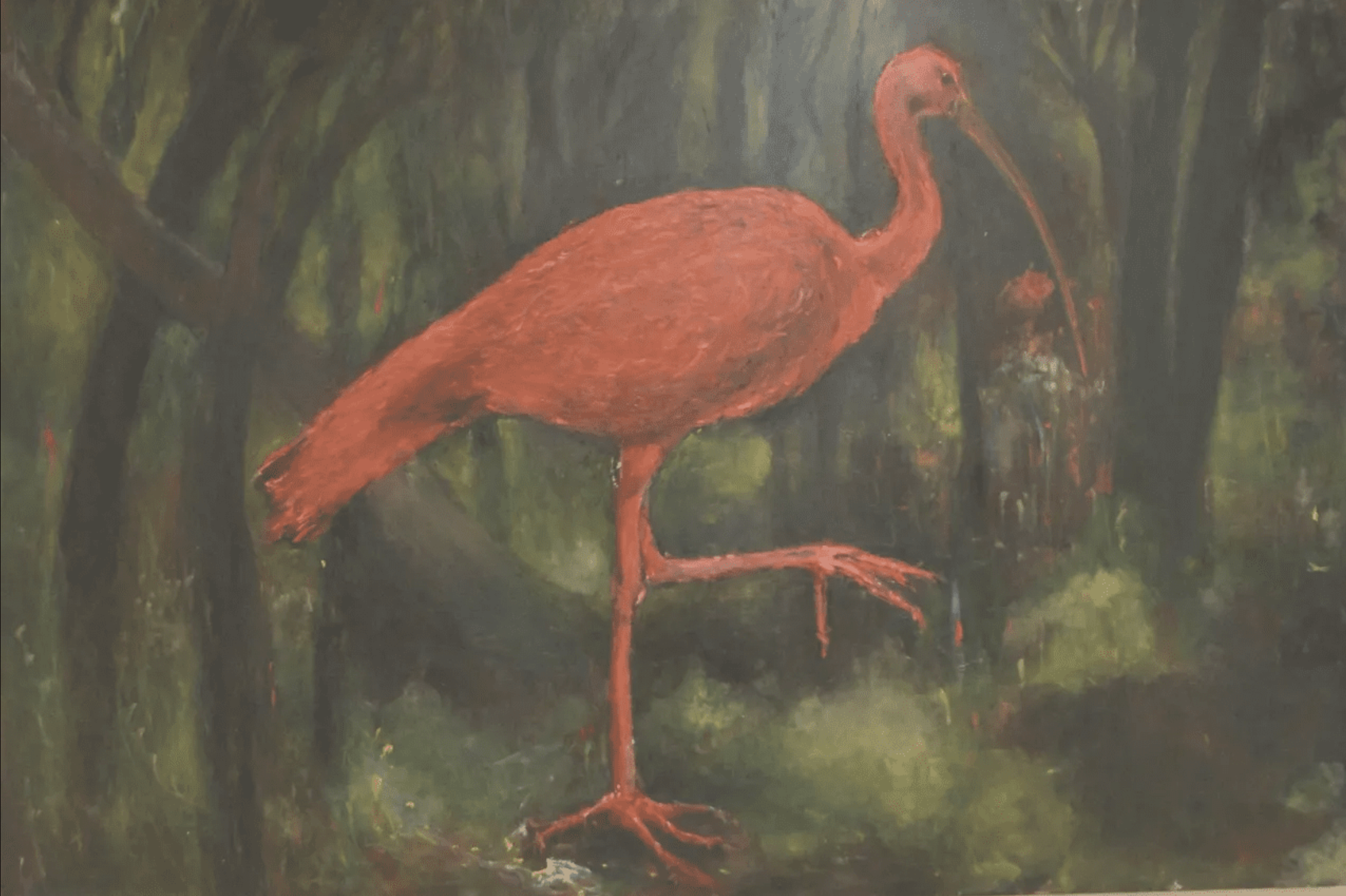 Scarlet Ibis