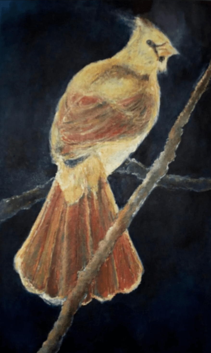 Baby Cardinal, 2015