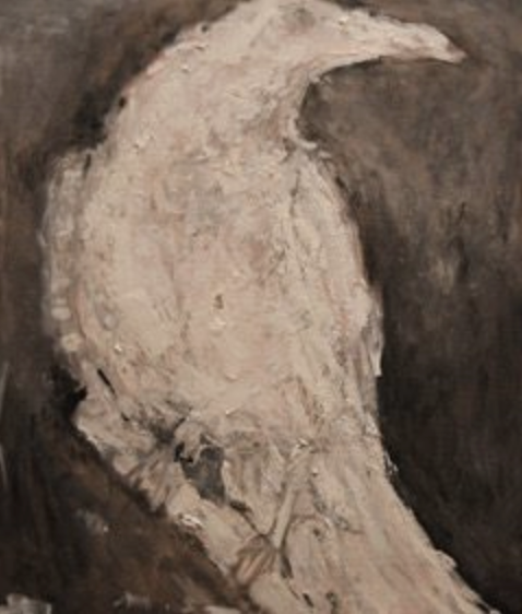 Albino Raven