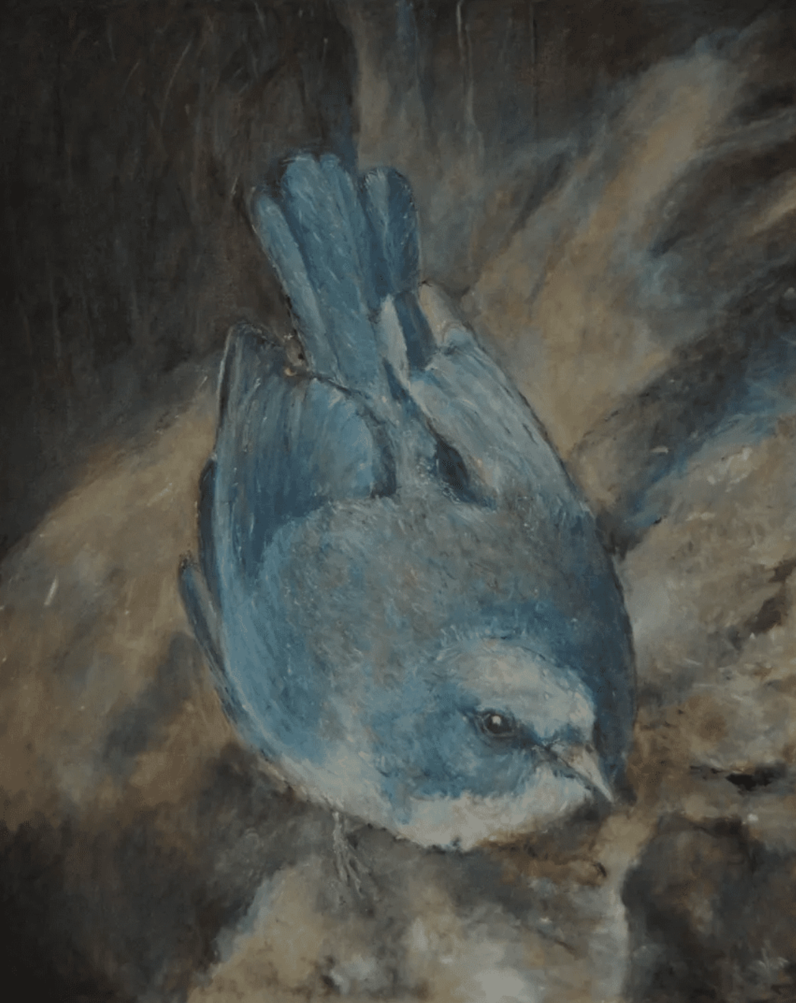 Mexican Jay, 2016