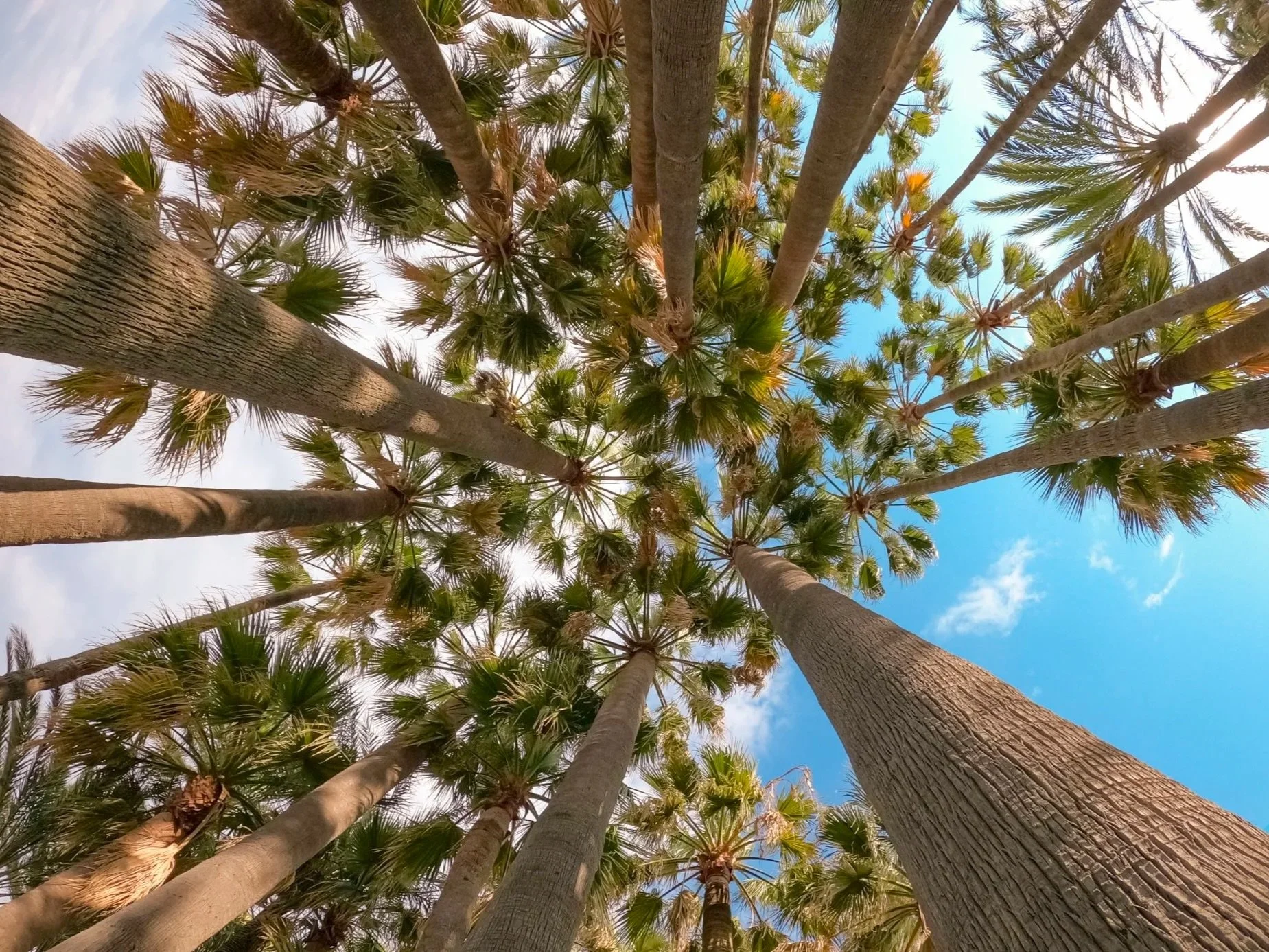 MISTRAL PALMS from 195€