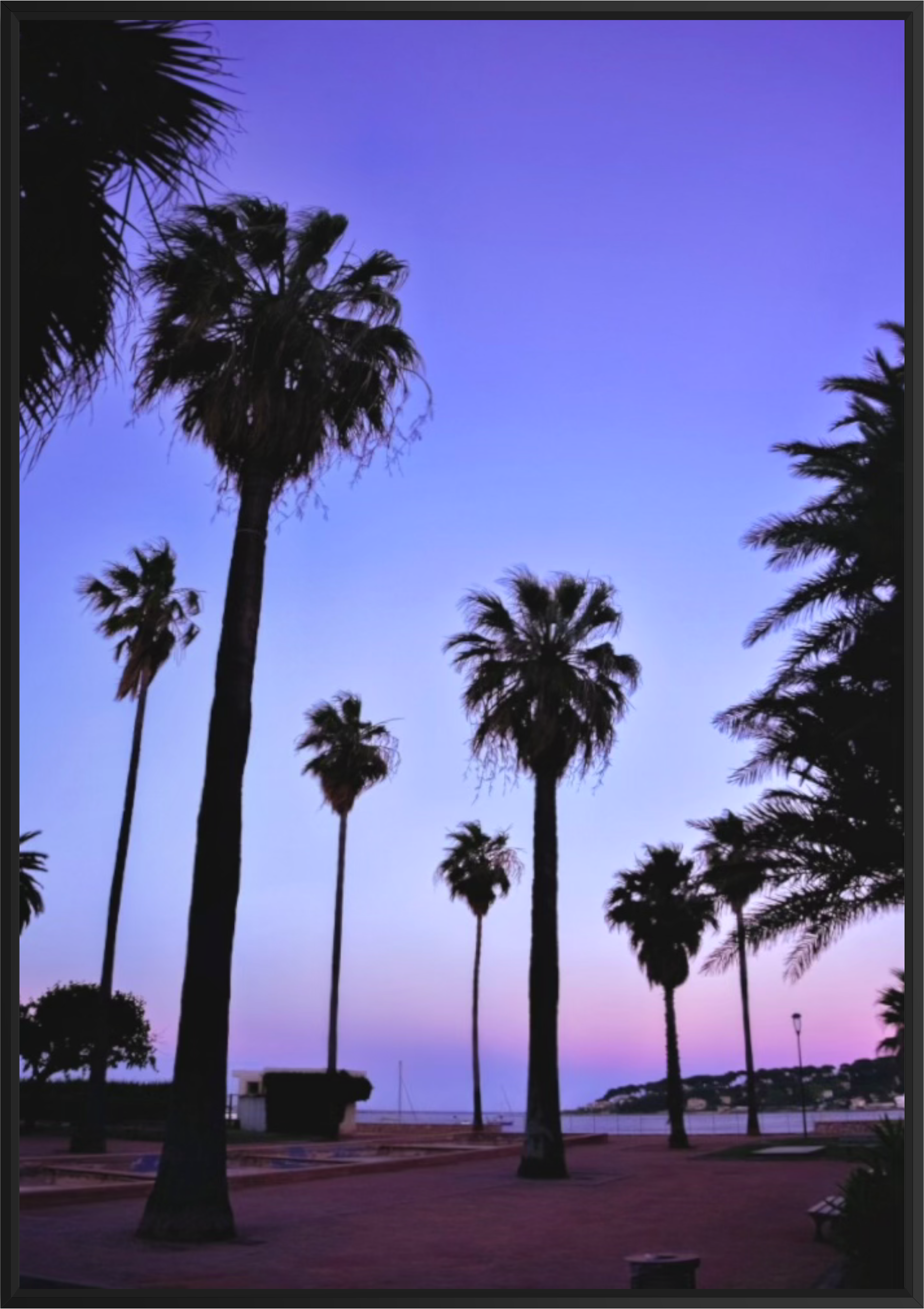 PurplePalmsBlack.png